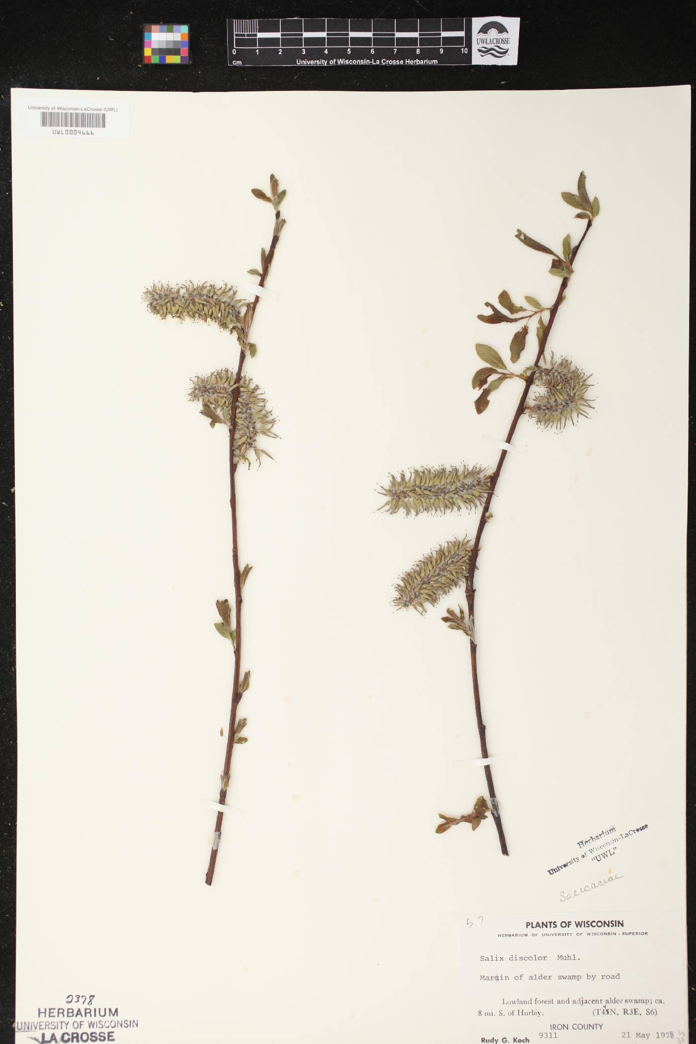 Salix discolor image