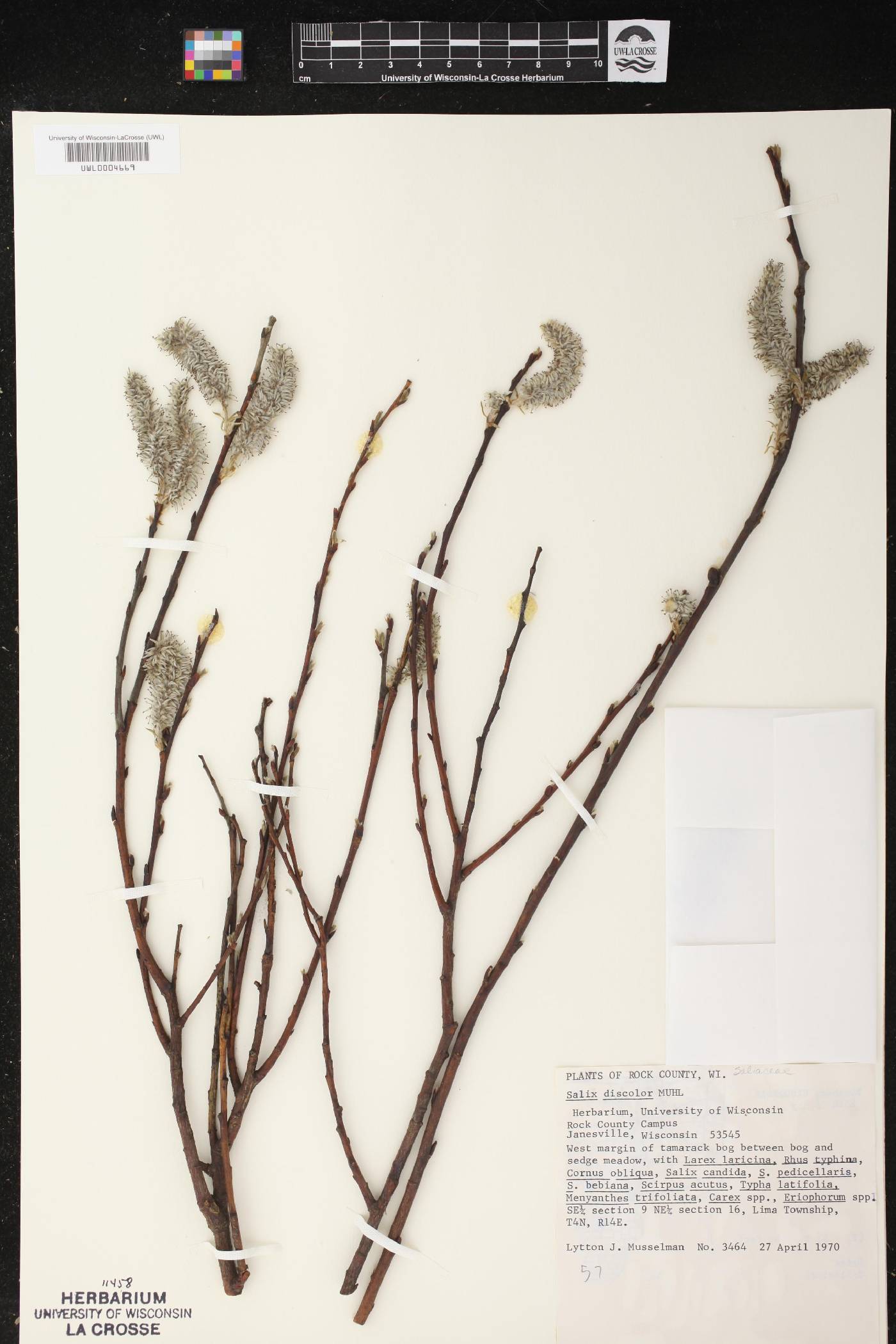 Salix discolor image
