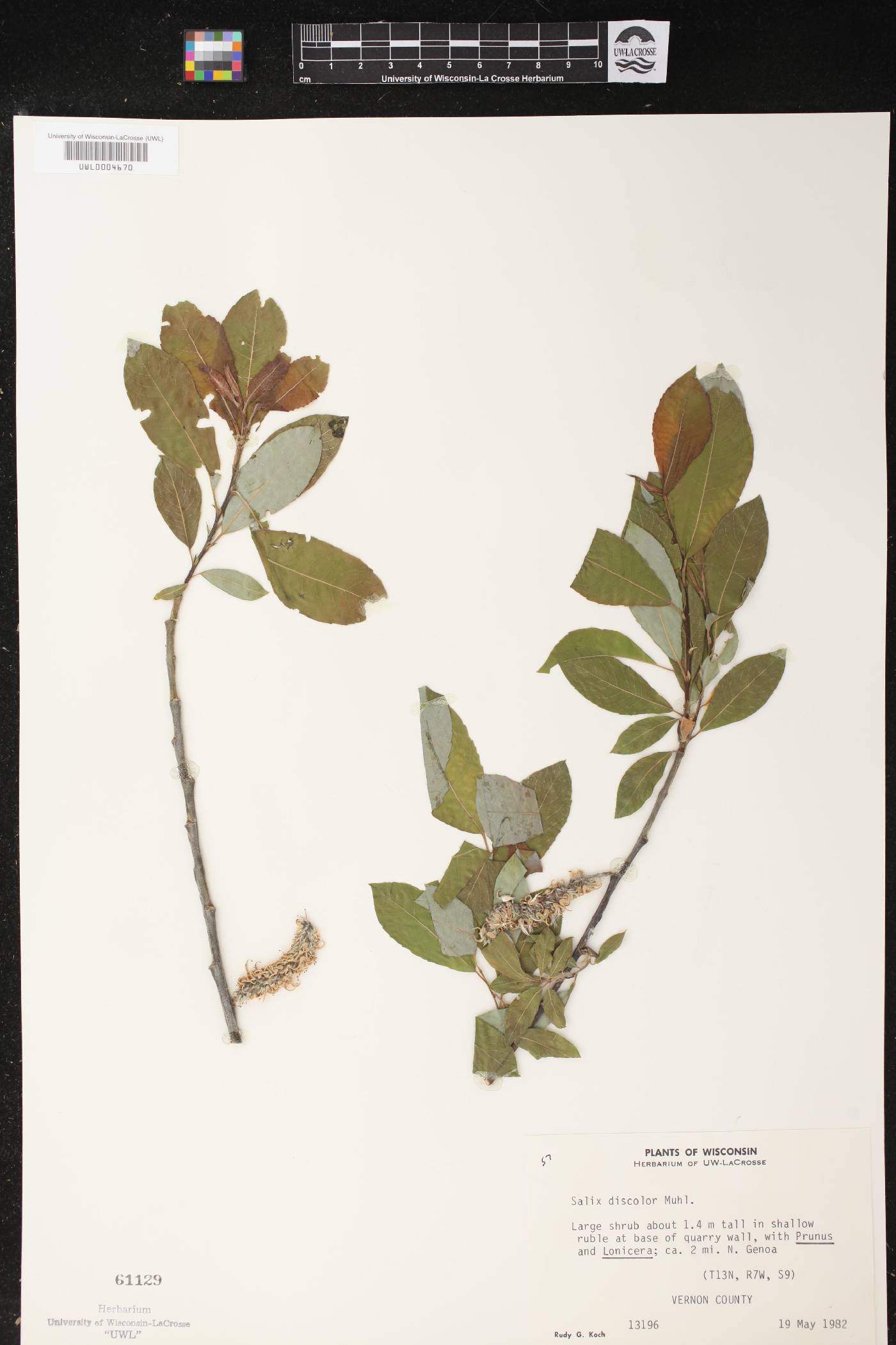 Salix discolor image