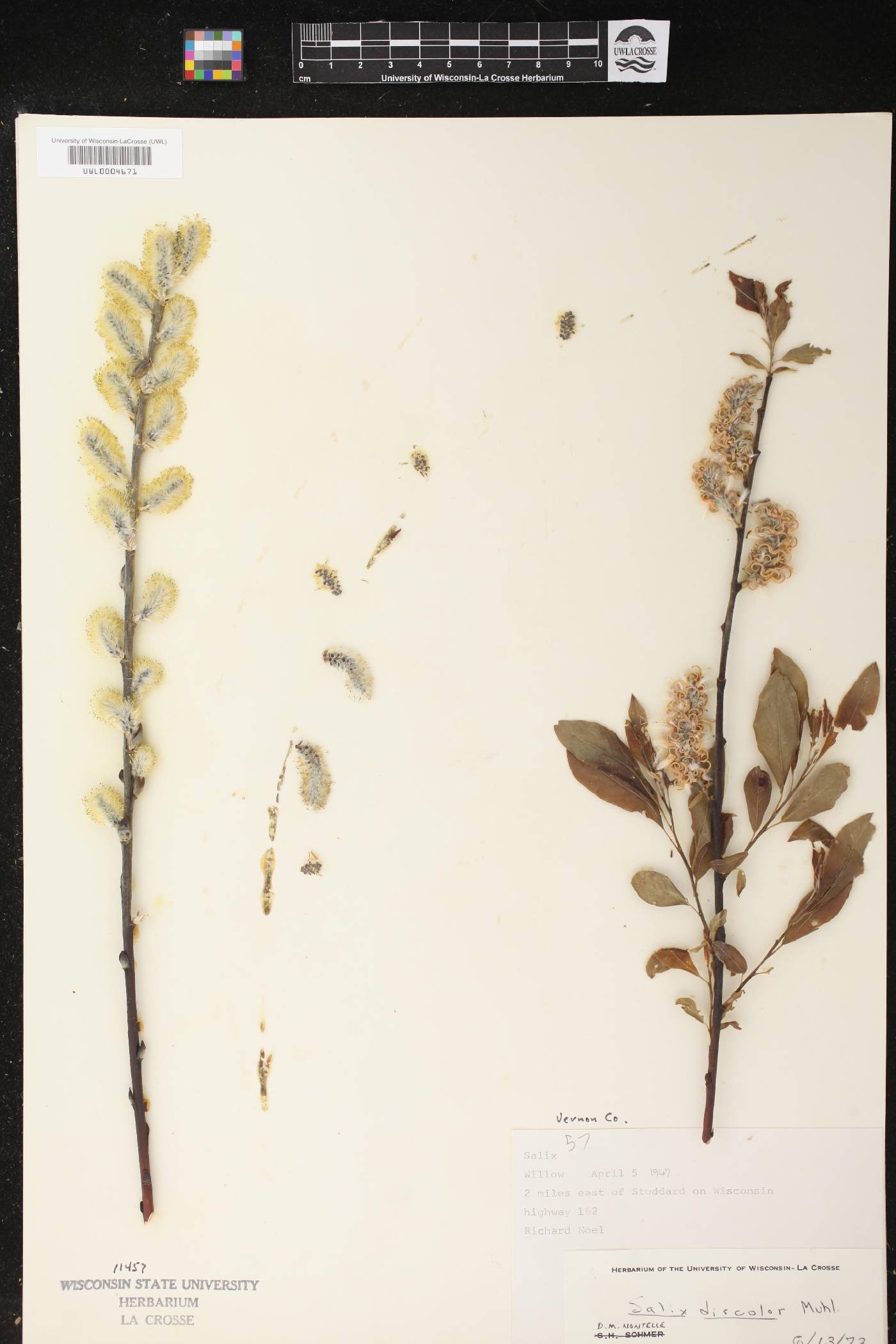 Salix discolor image