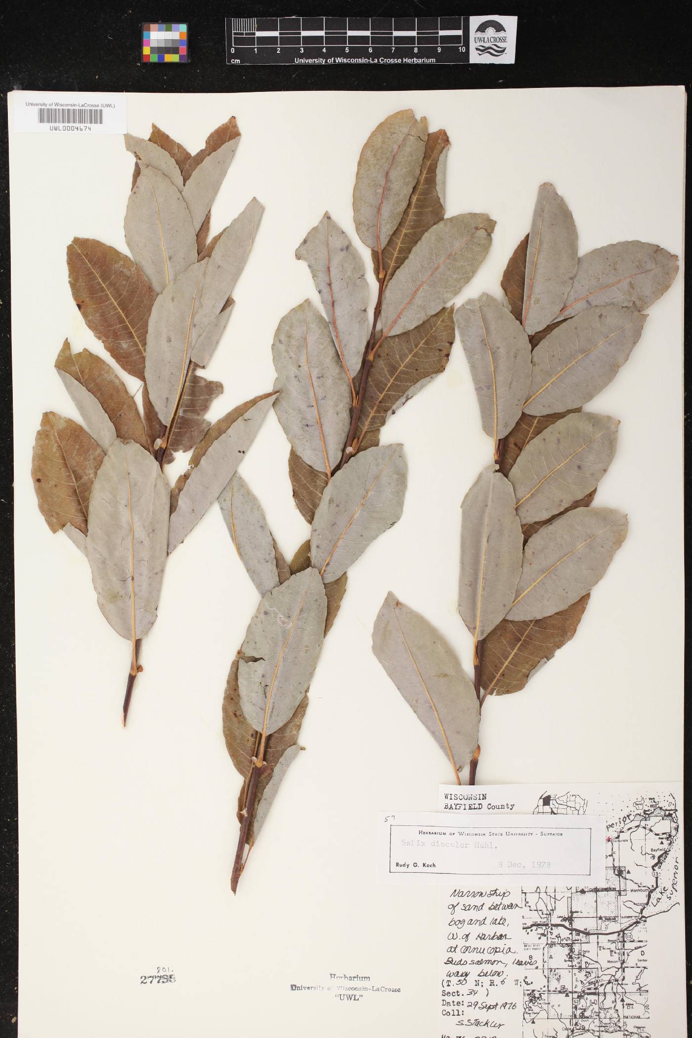Salix discolor image