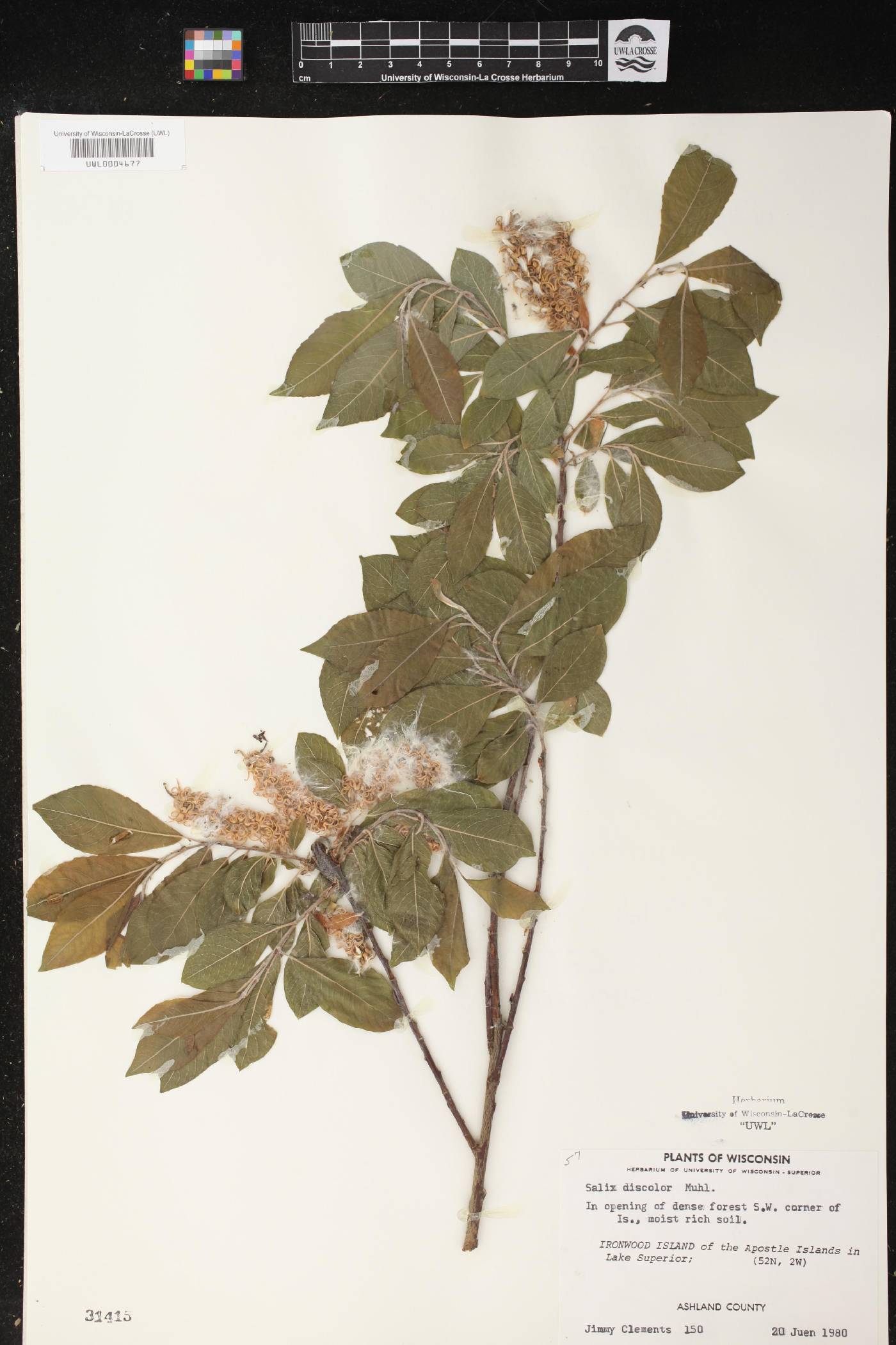 Salix discolor image