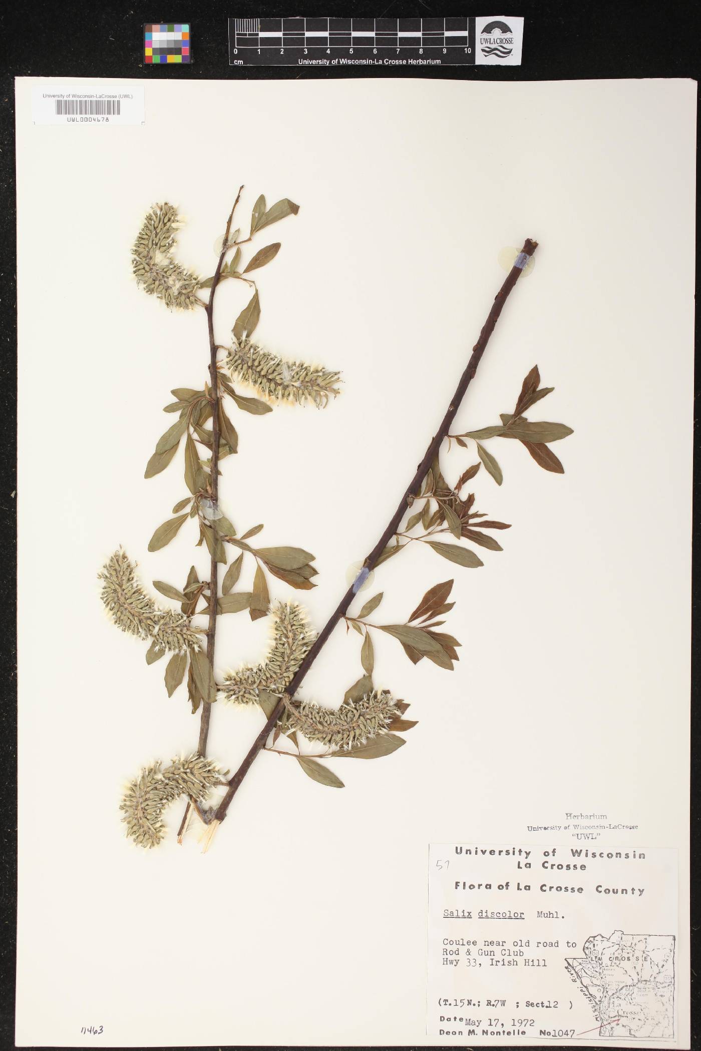 Salix discolor image