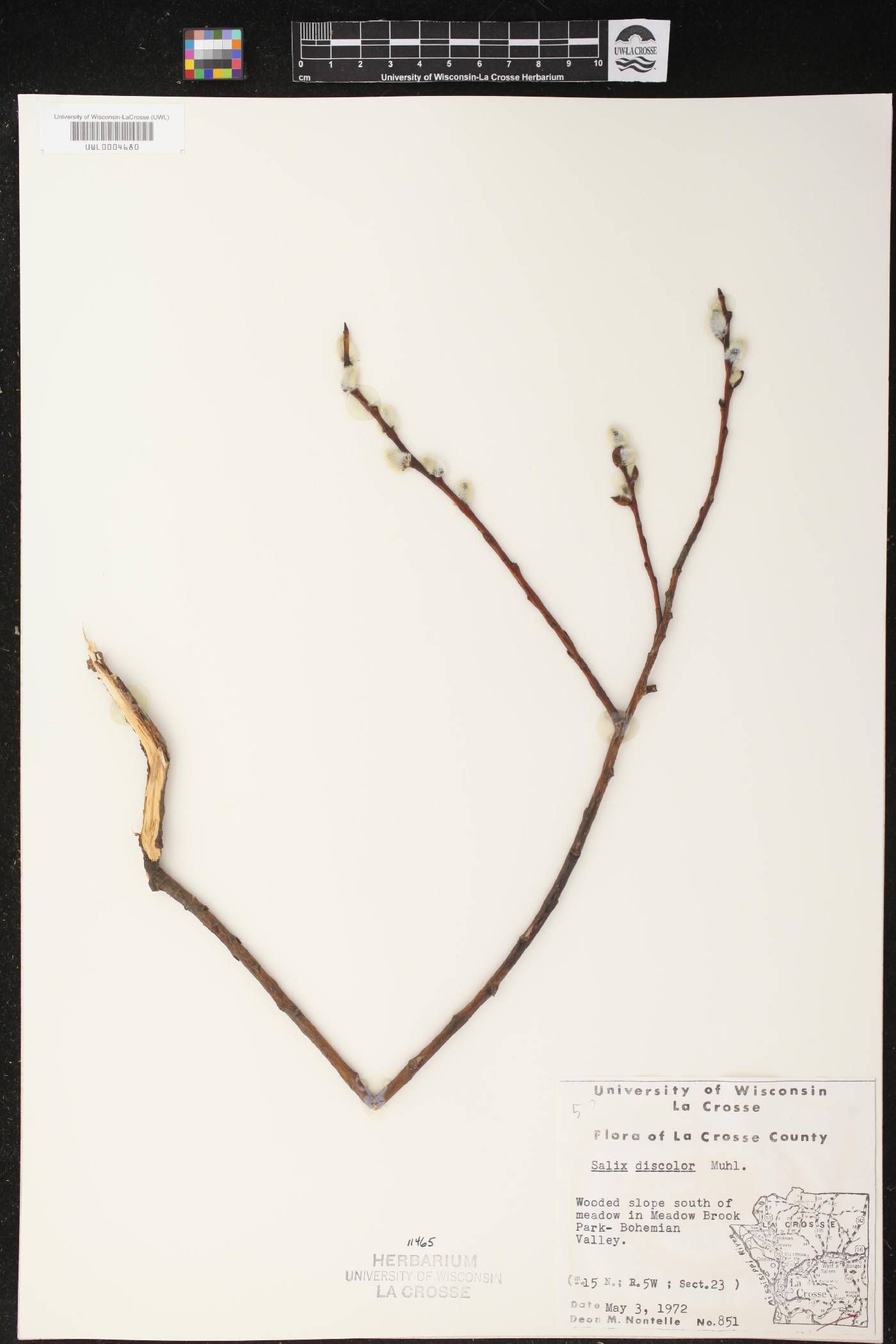 Salix discolor image