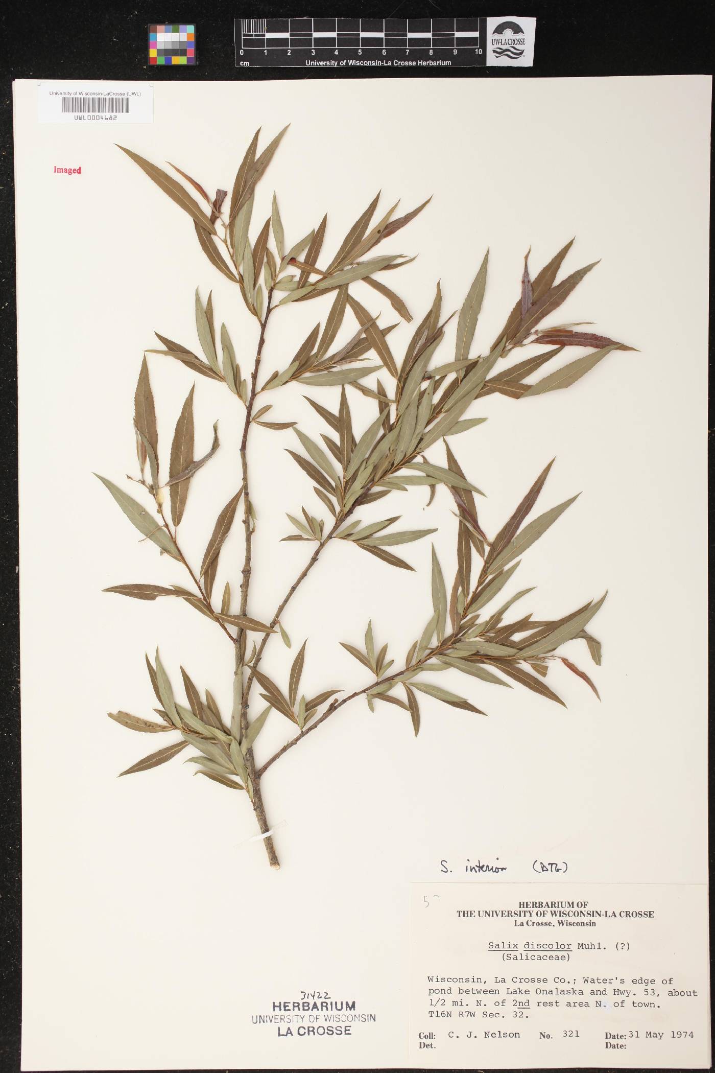 Salix interior image