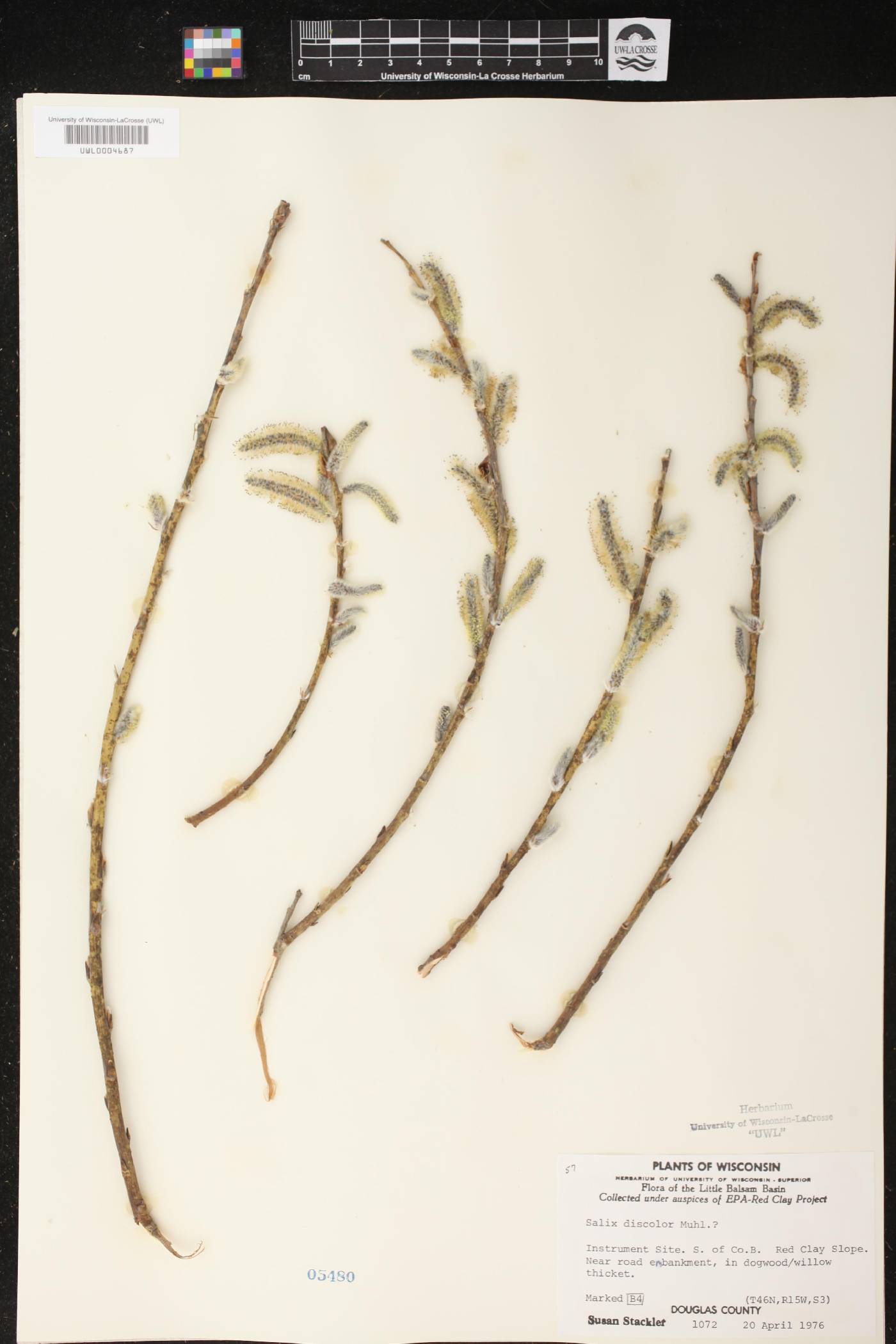 Salix discolor image