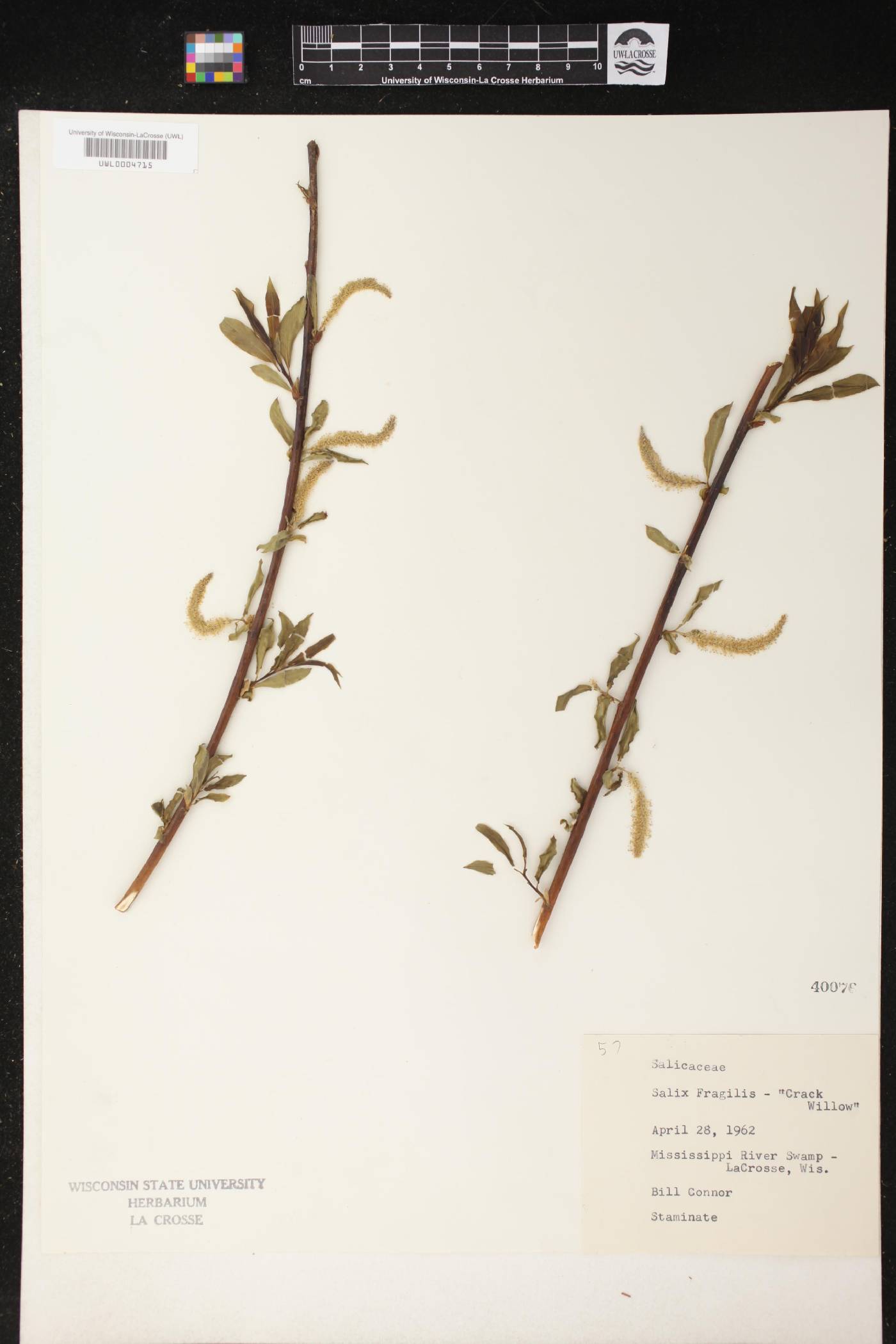 Salix x fragilis image