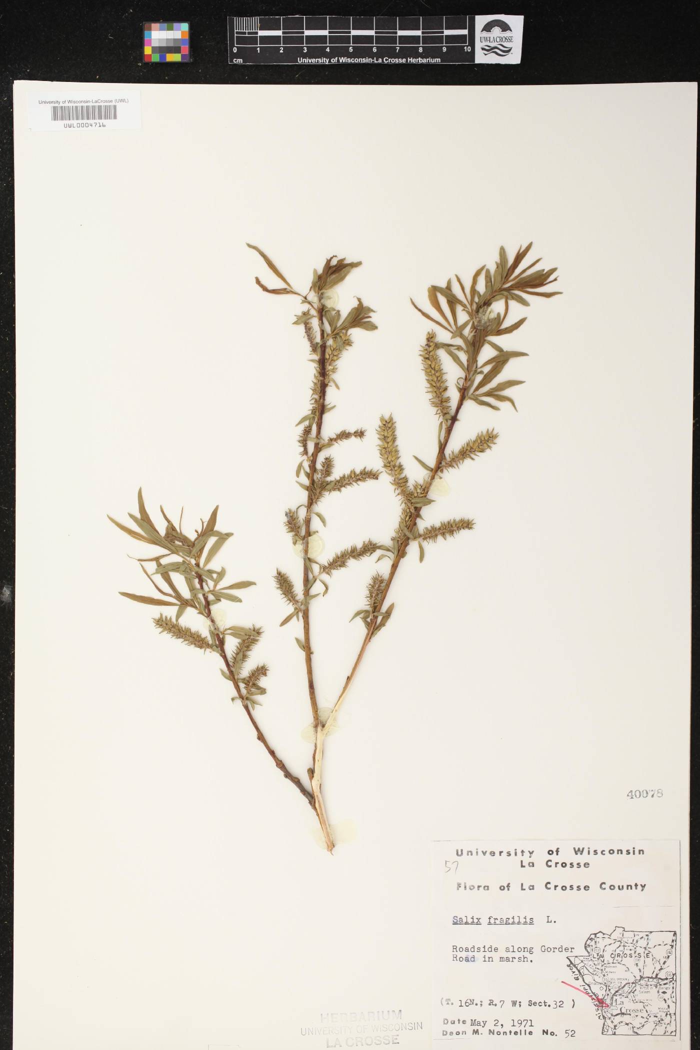 Salix x fragilis image
