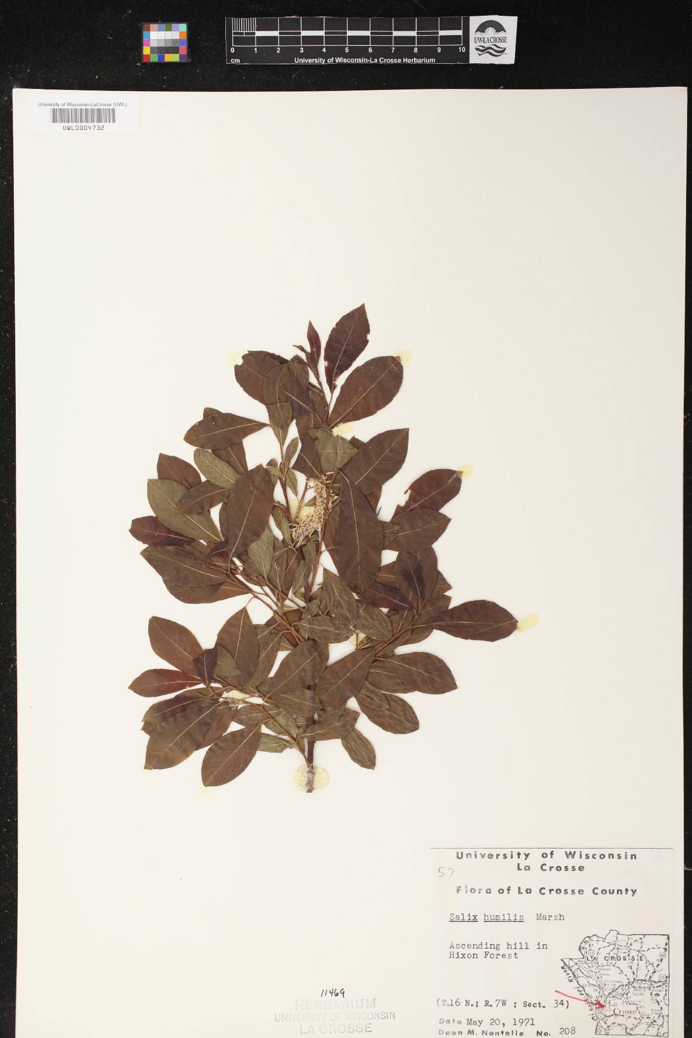 Salix humilis image