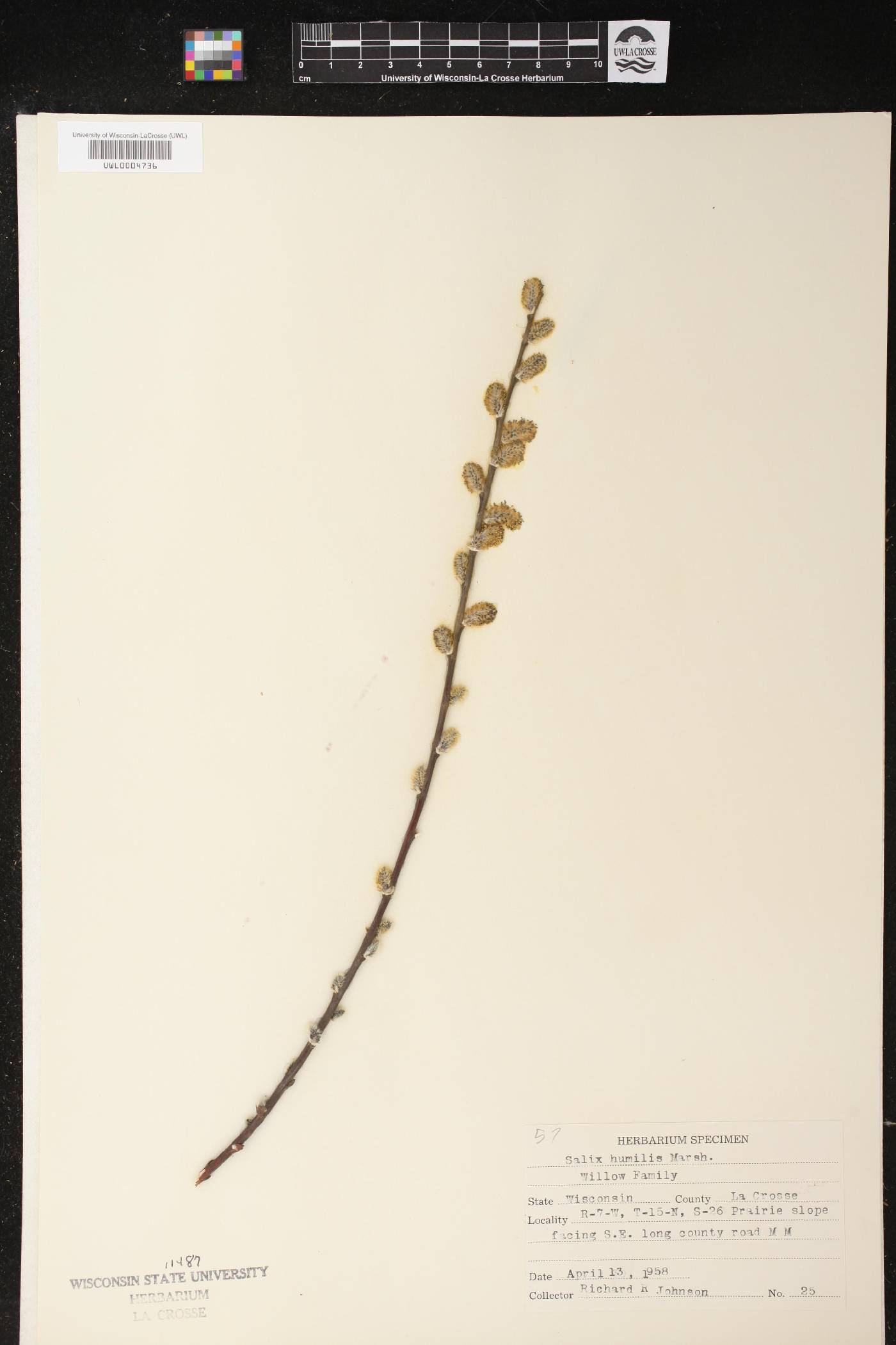 Salix humilis image