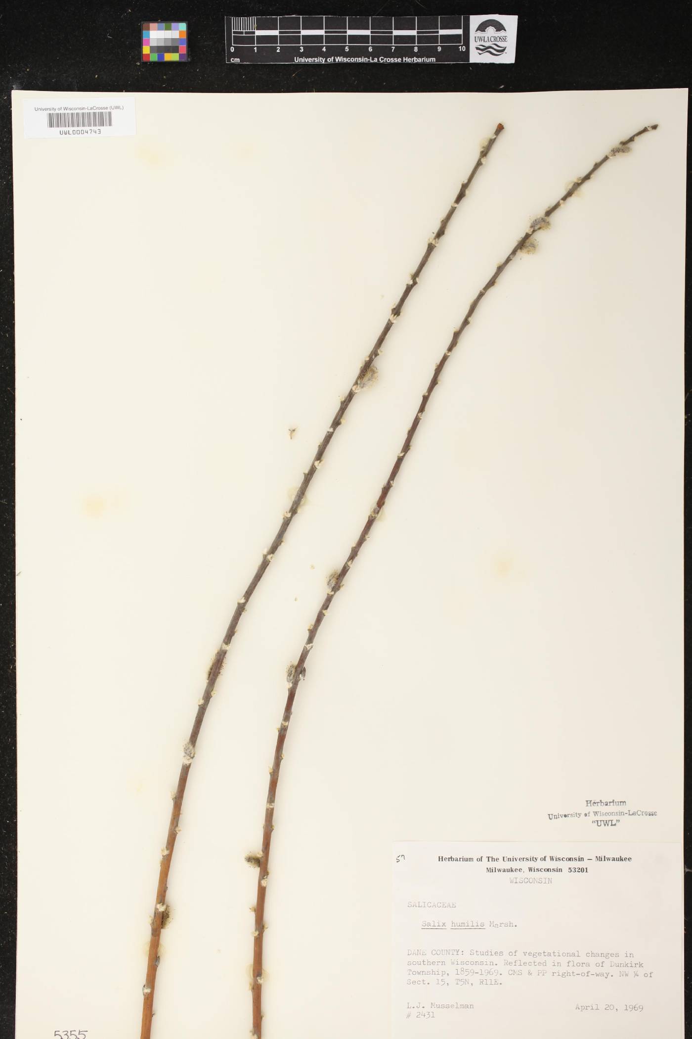 Salix humilis image