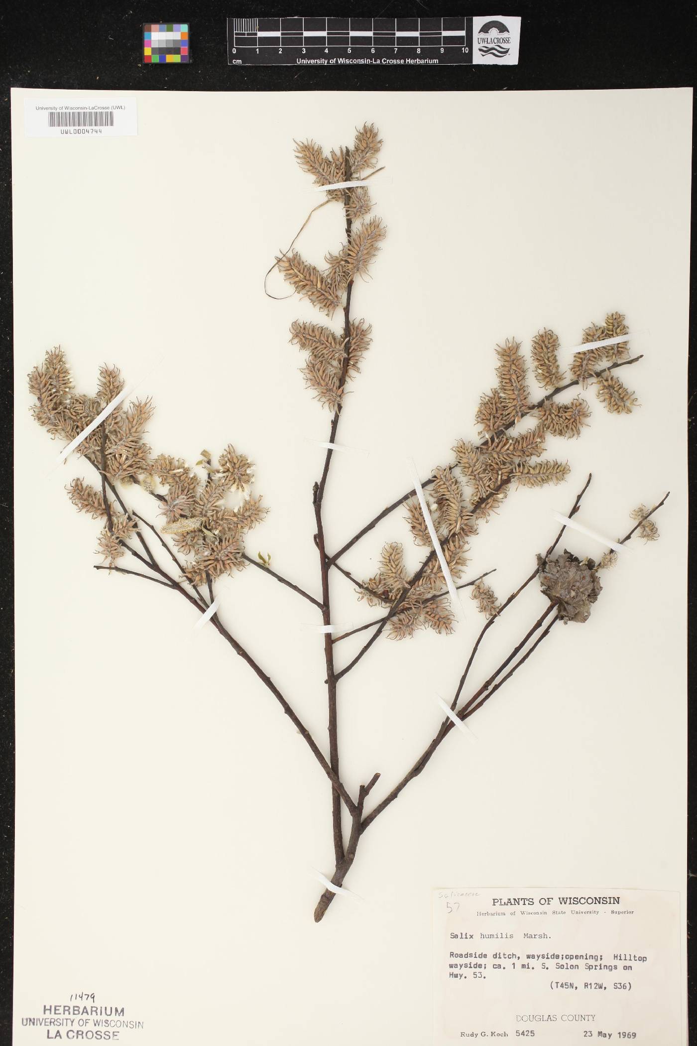 Salix humilis image