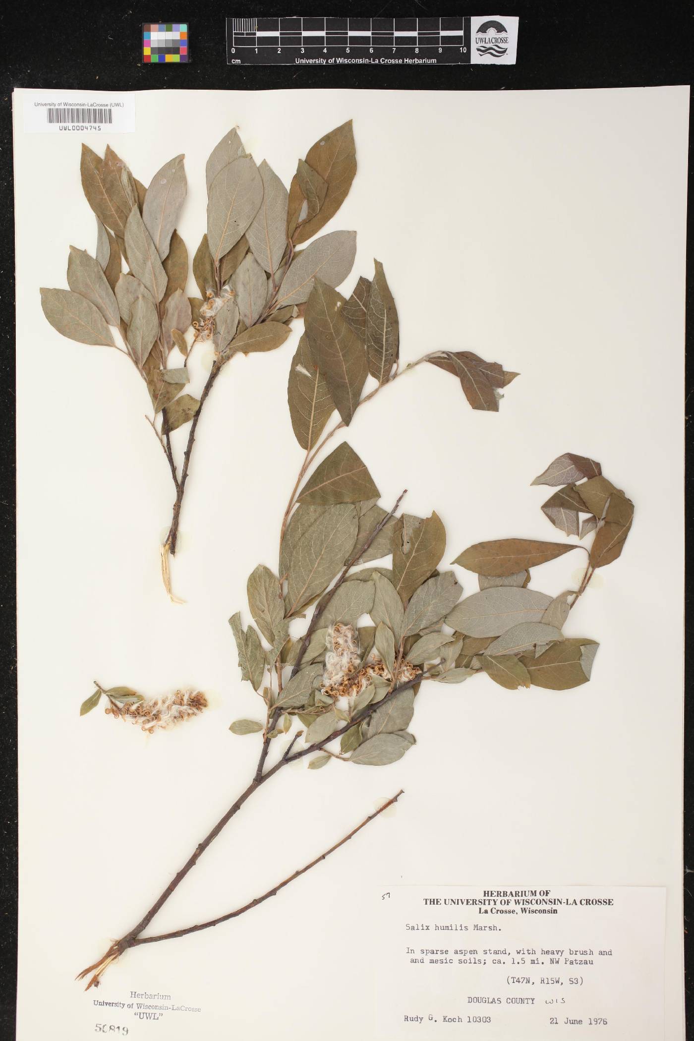Salix humilis image
