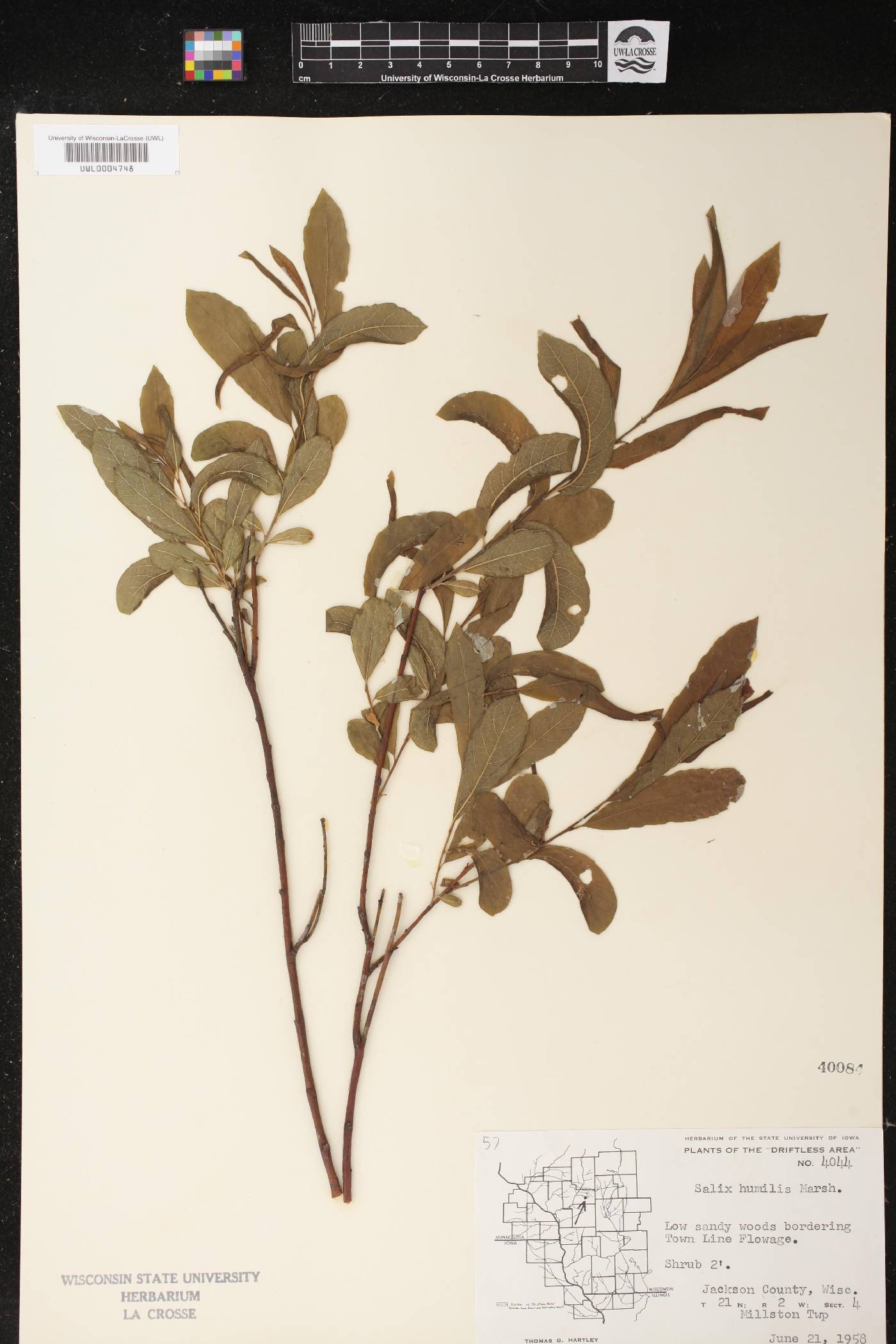 Salix humilis image