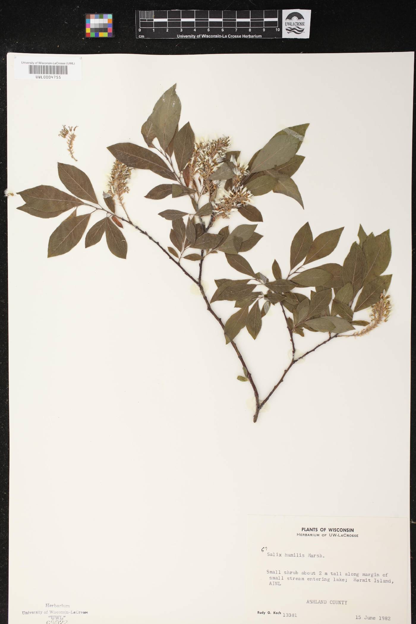 Salix humilis image