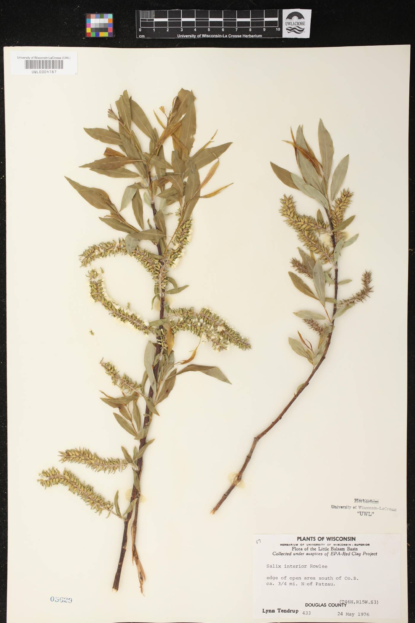 Salix interior image