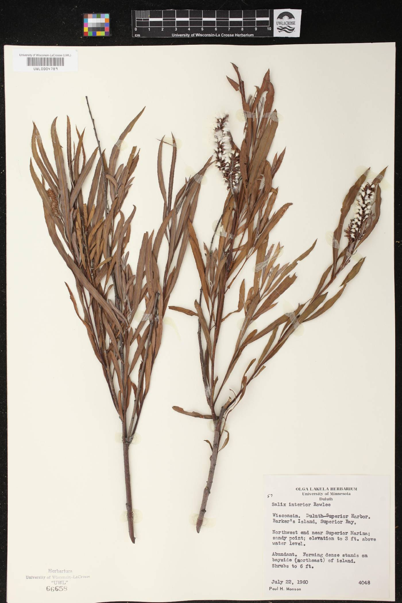 Salix interior image