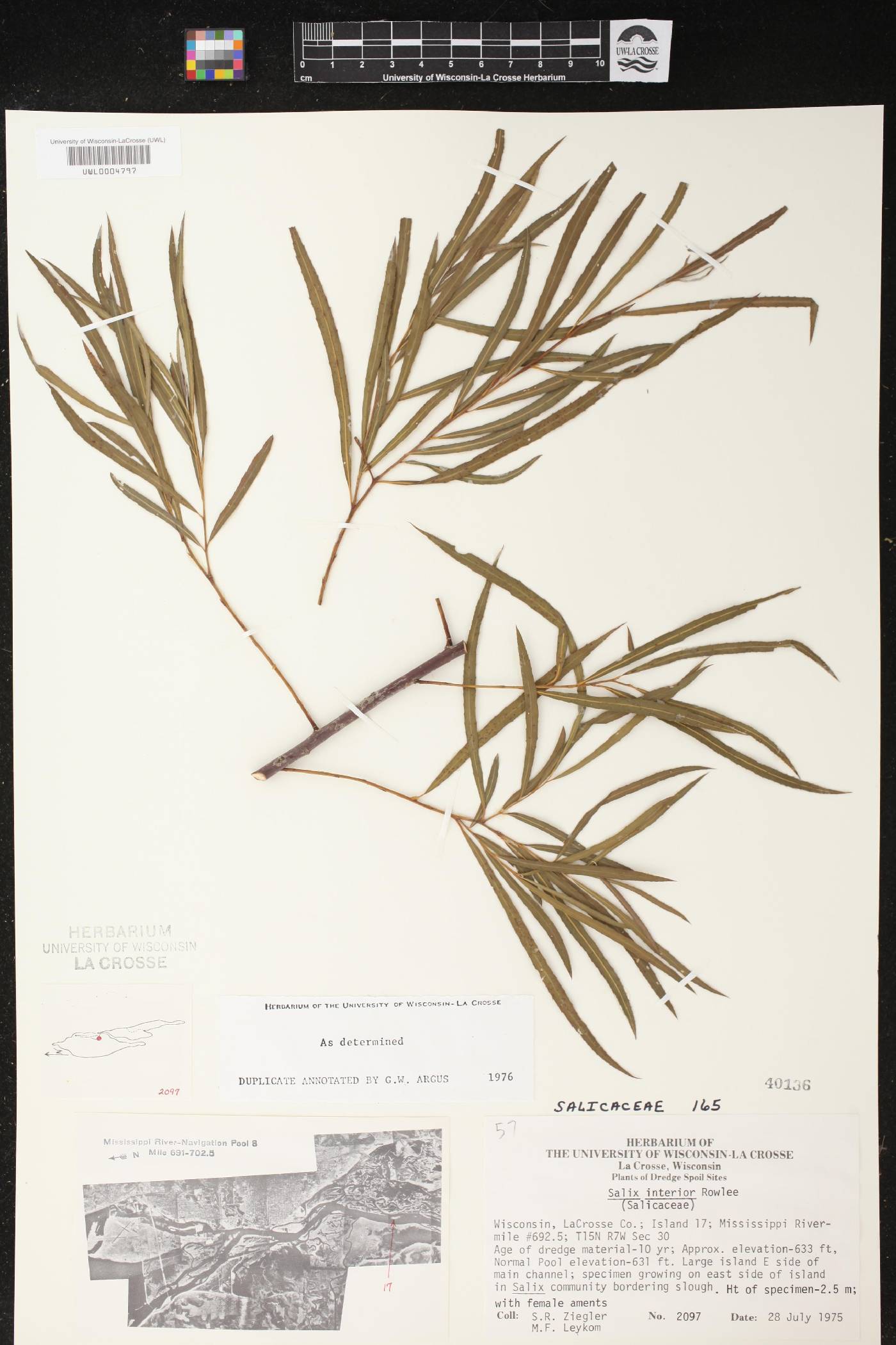 Salix interior image