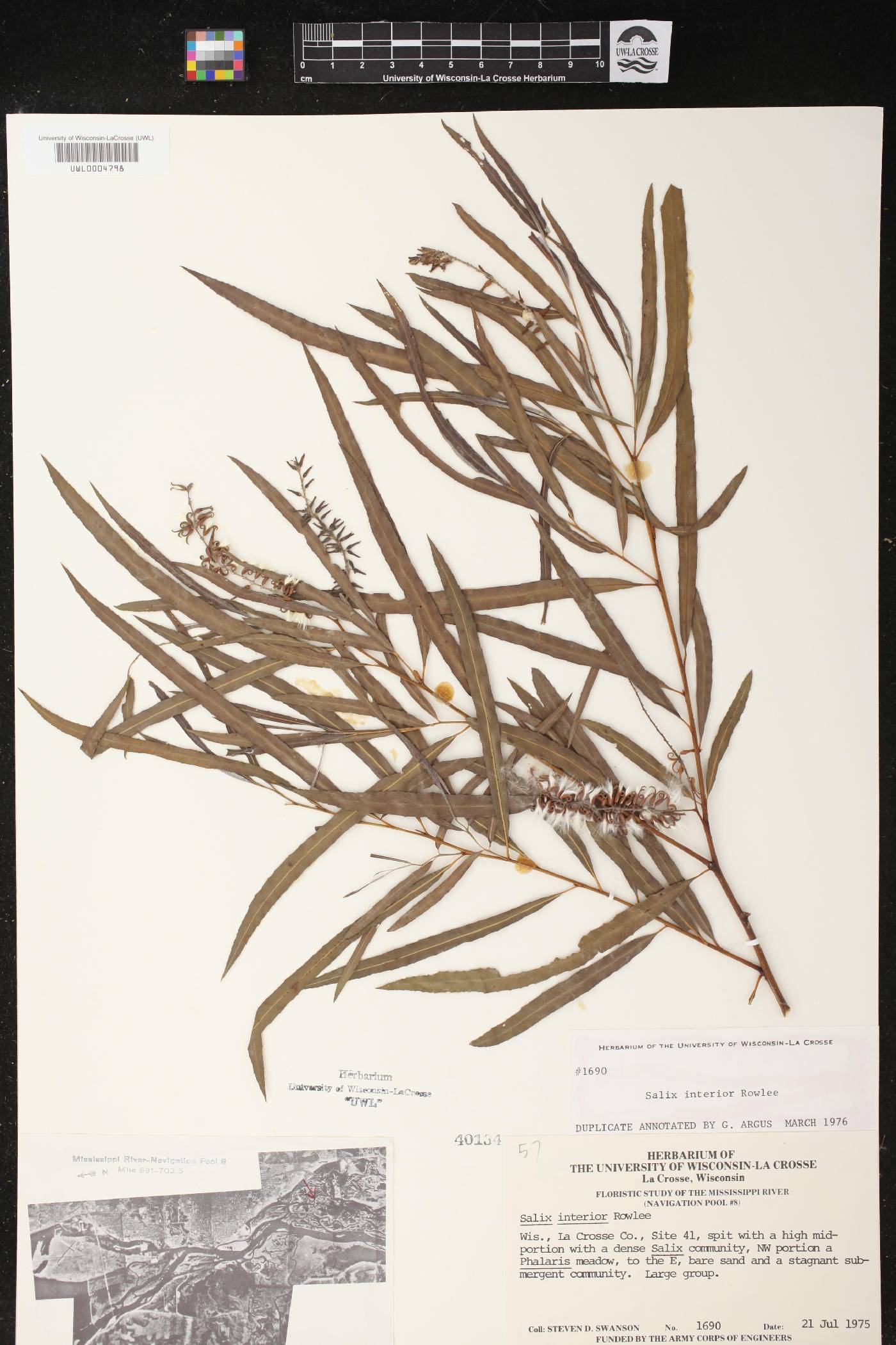 Salix interior image