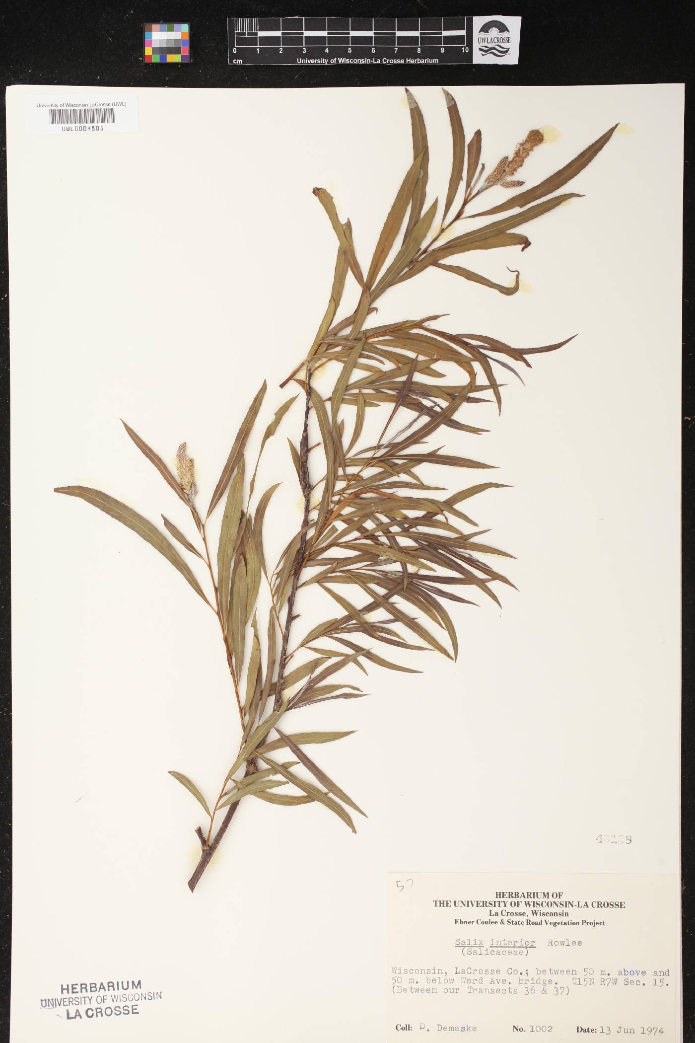 Salix interior image
