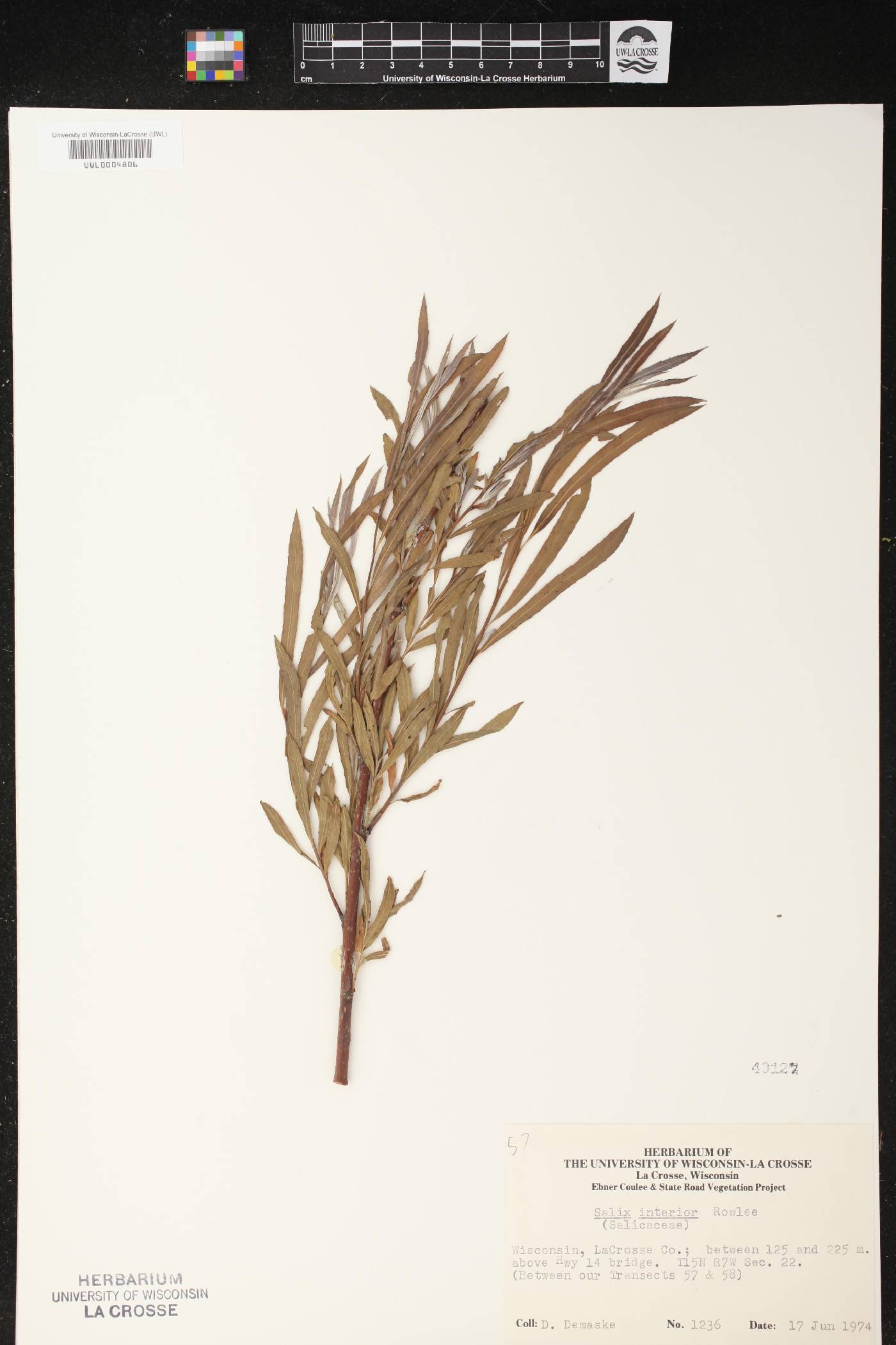 Salix interior image
