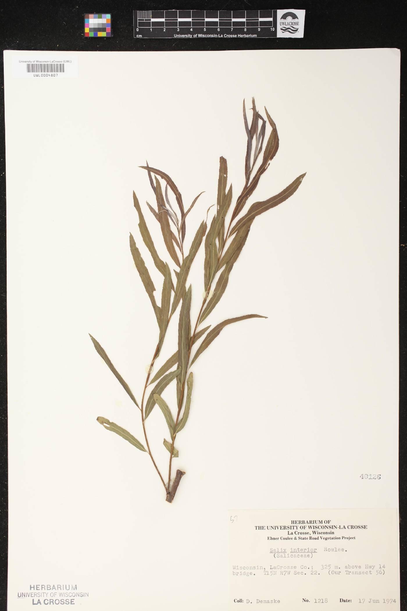 Salix interior image
