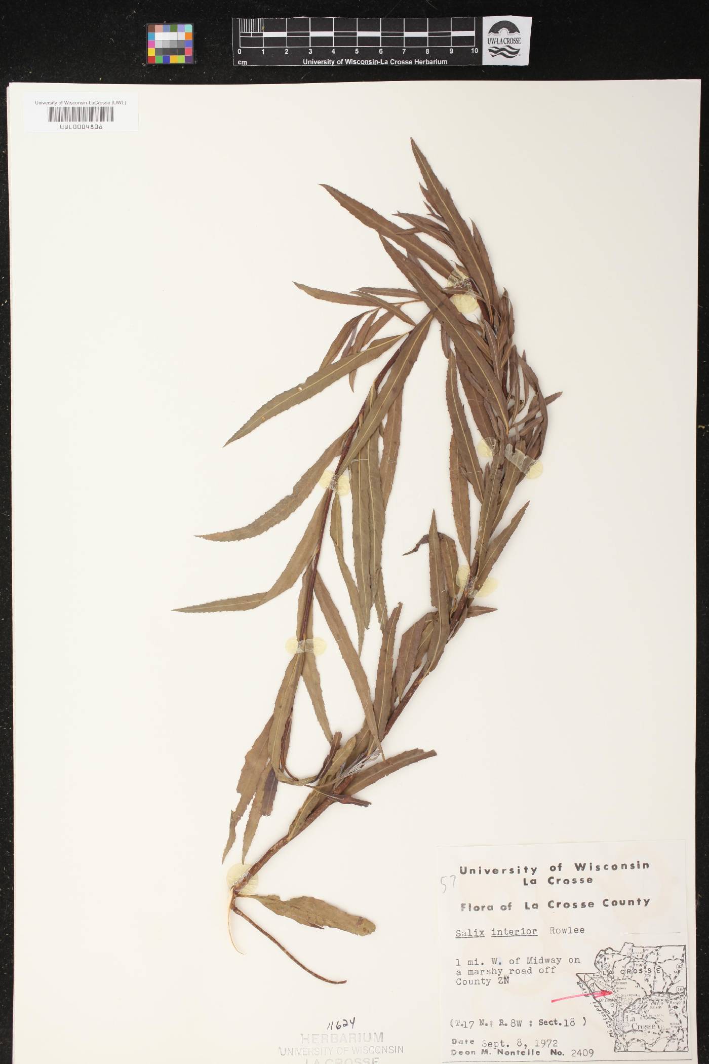 Salix interior image