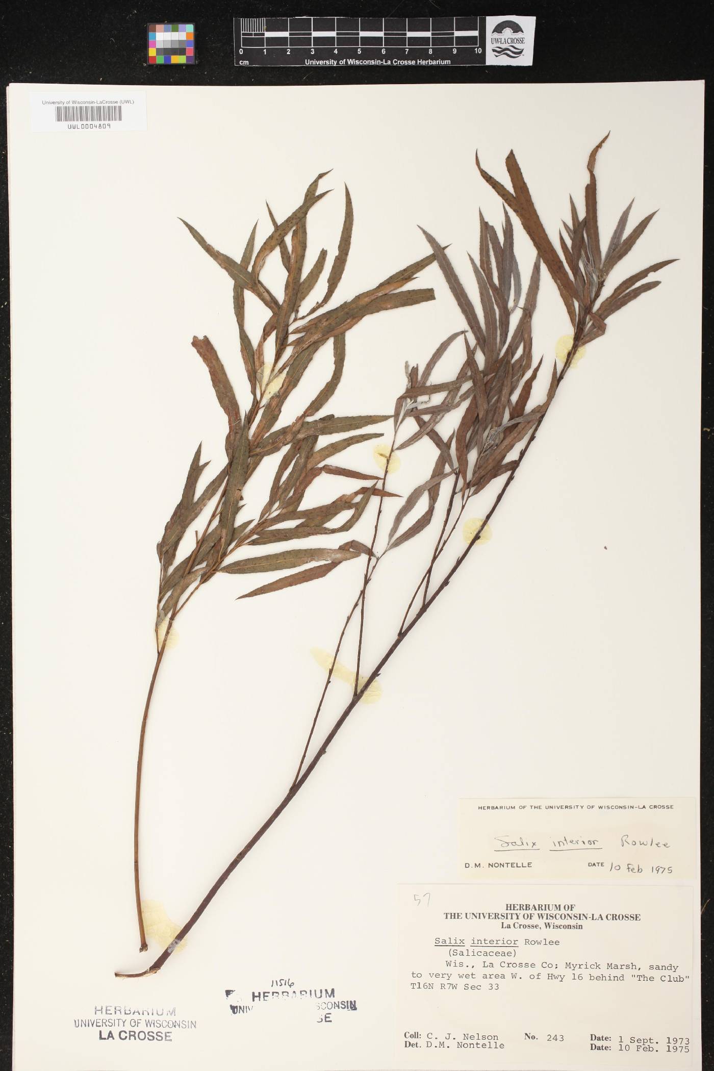 Salix interior image