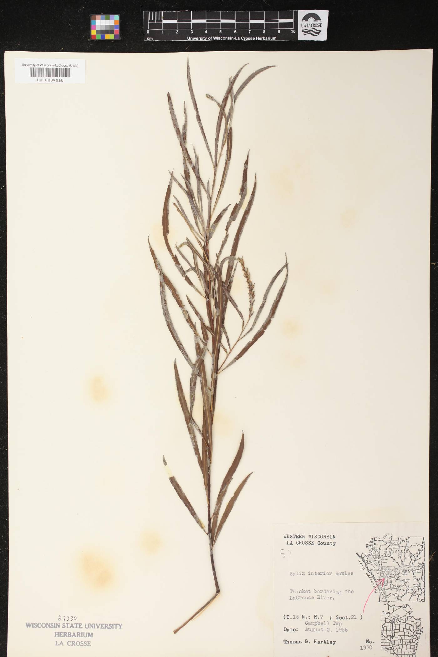 Salix interior image