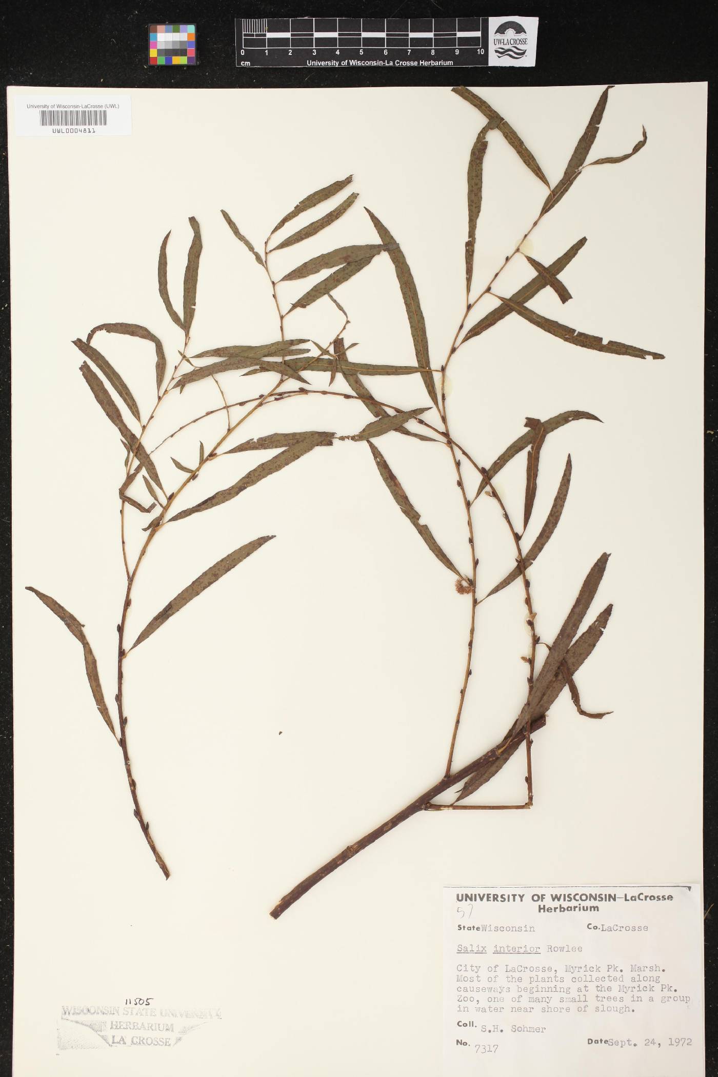 Salix interior image