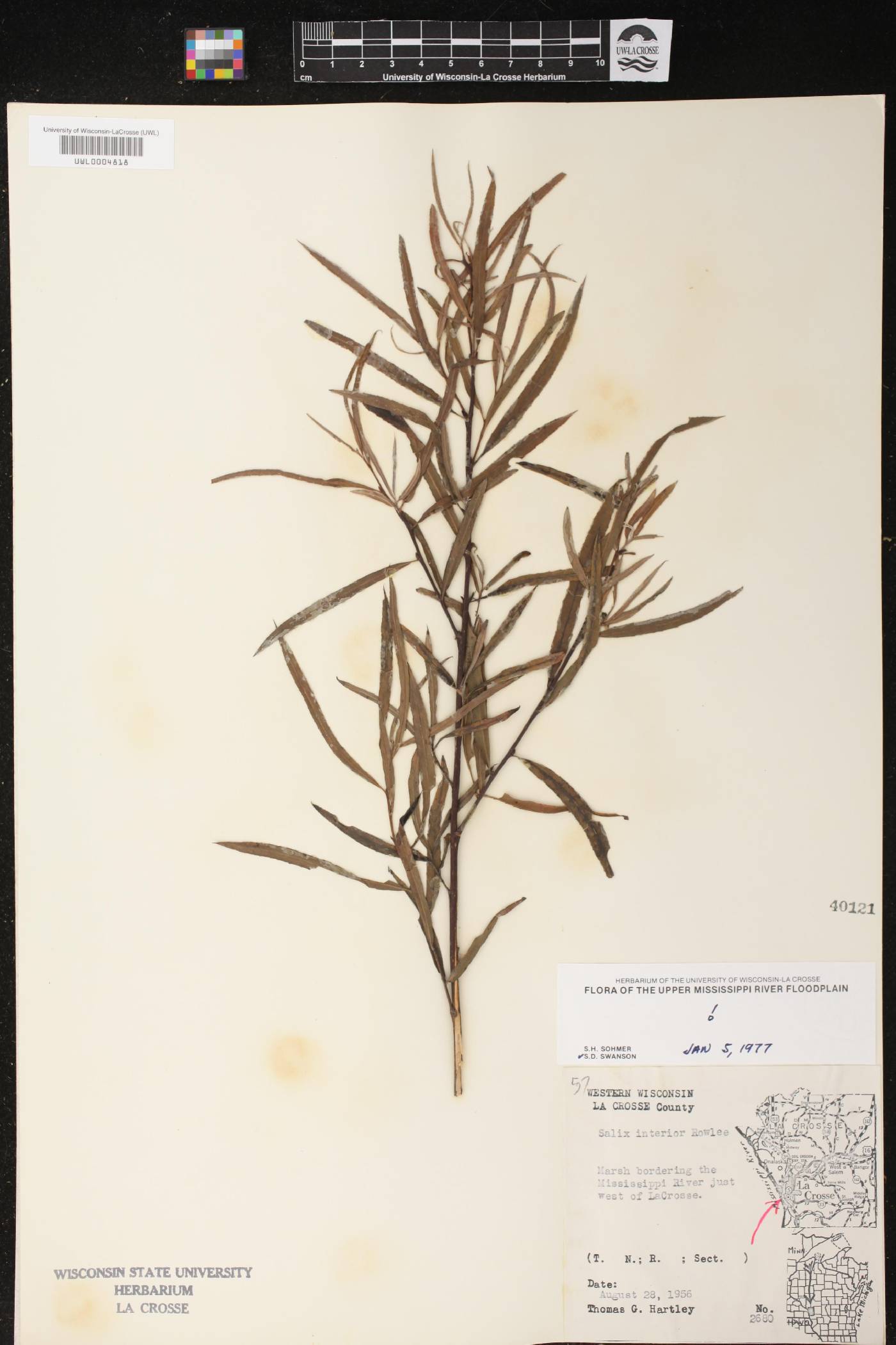 Salix interior image