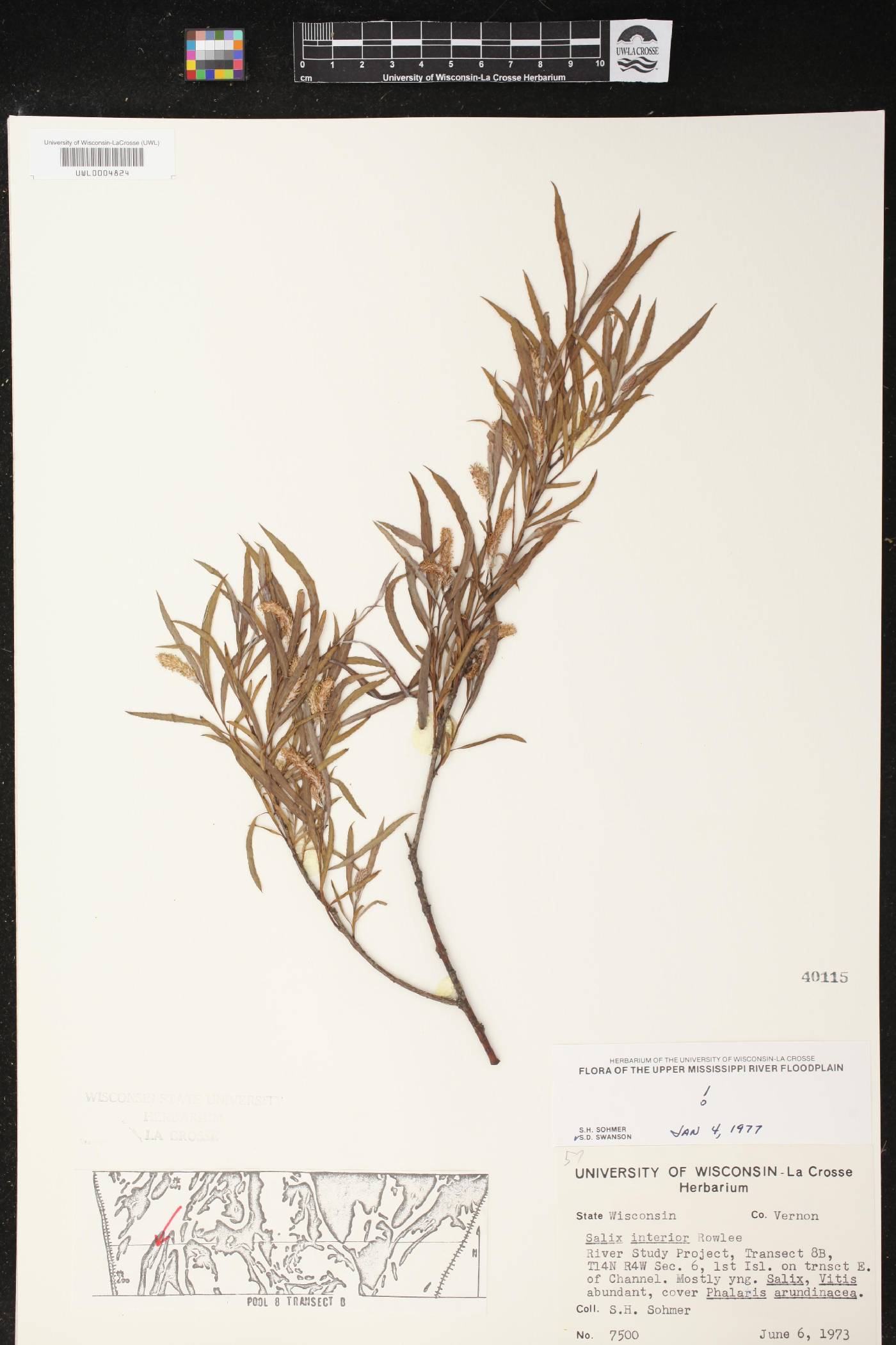 Salix interior image