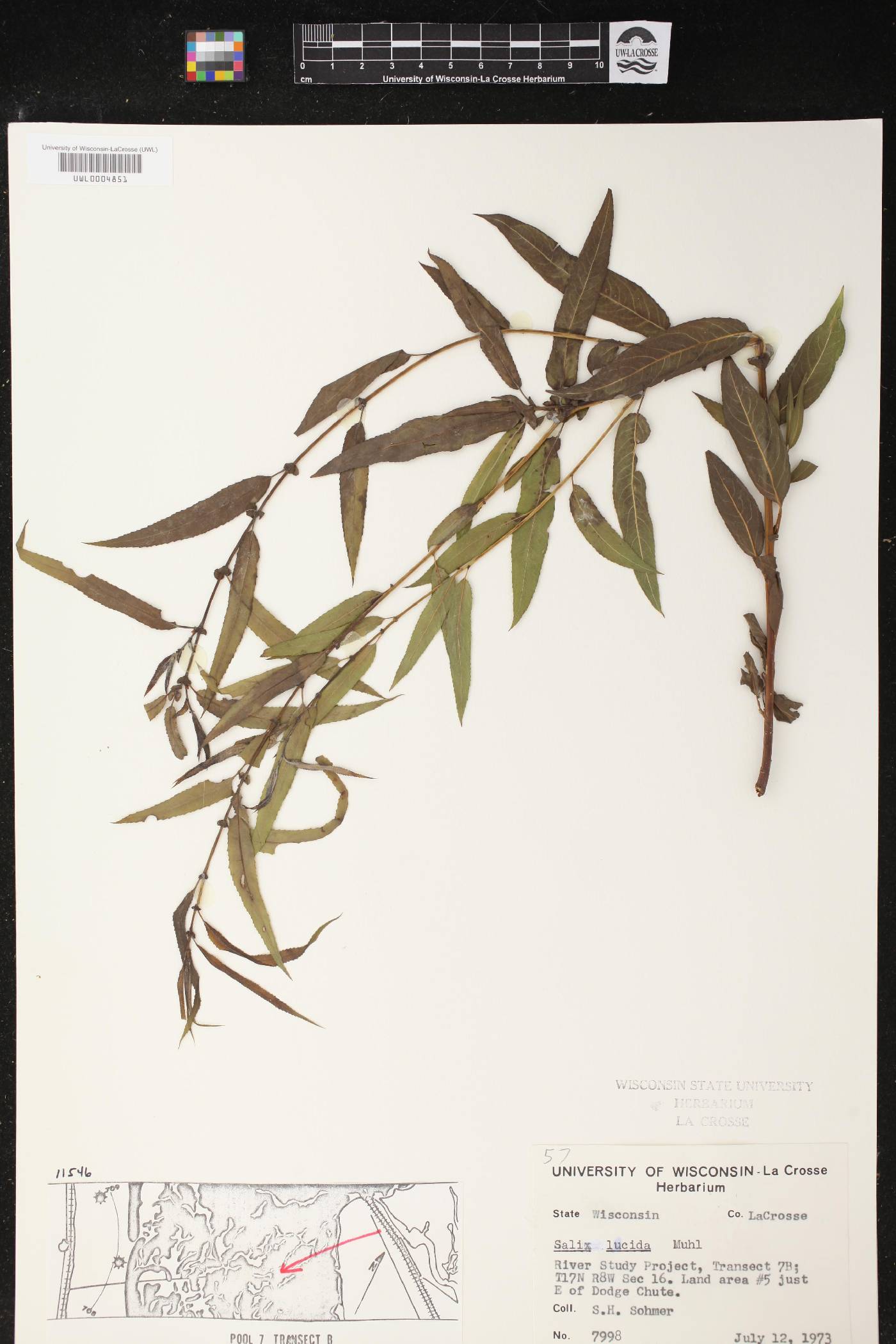 Salix lucida image