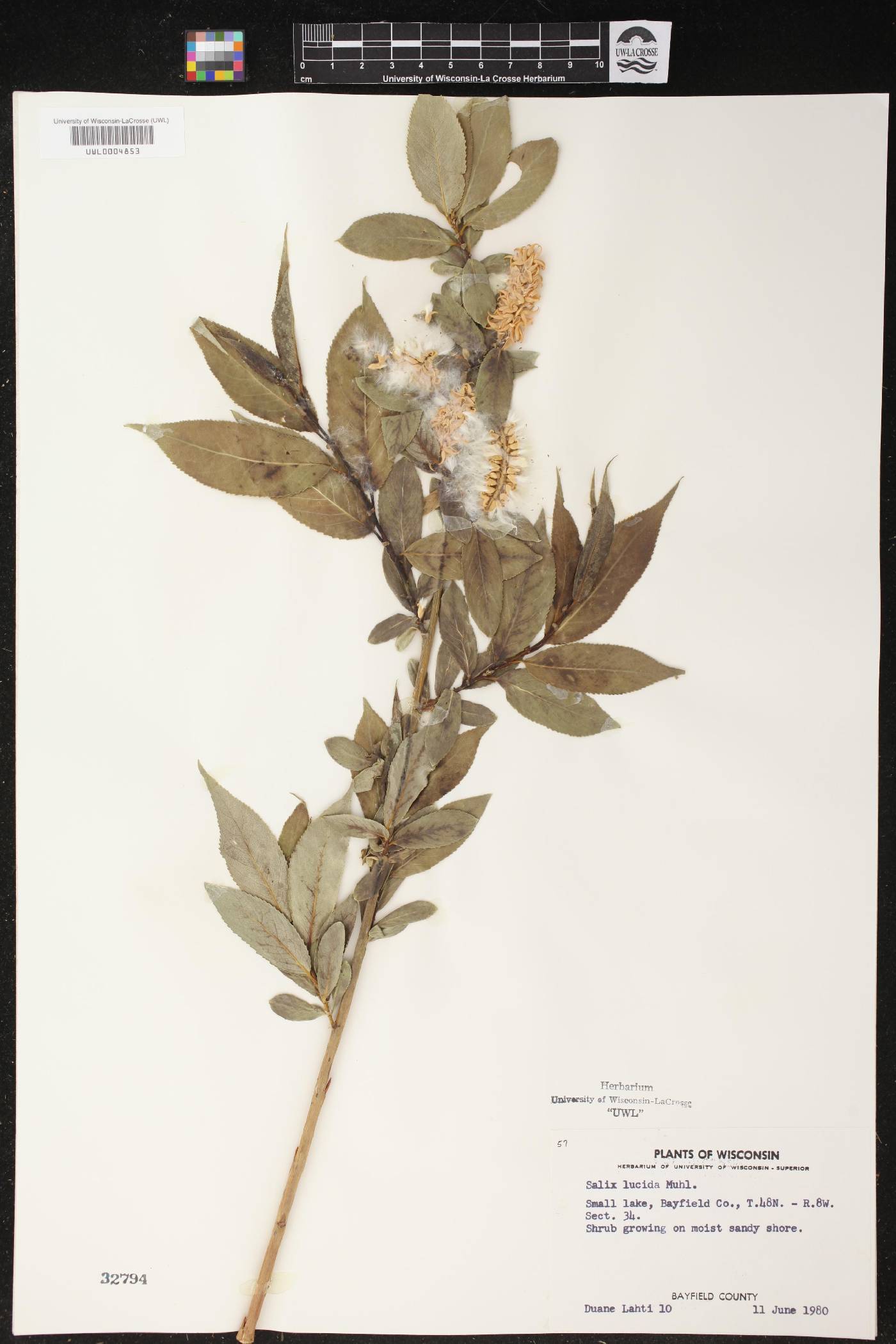 Salix lucida image