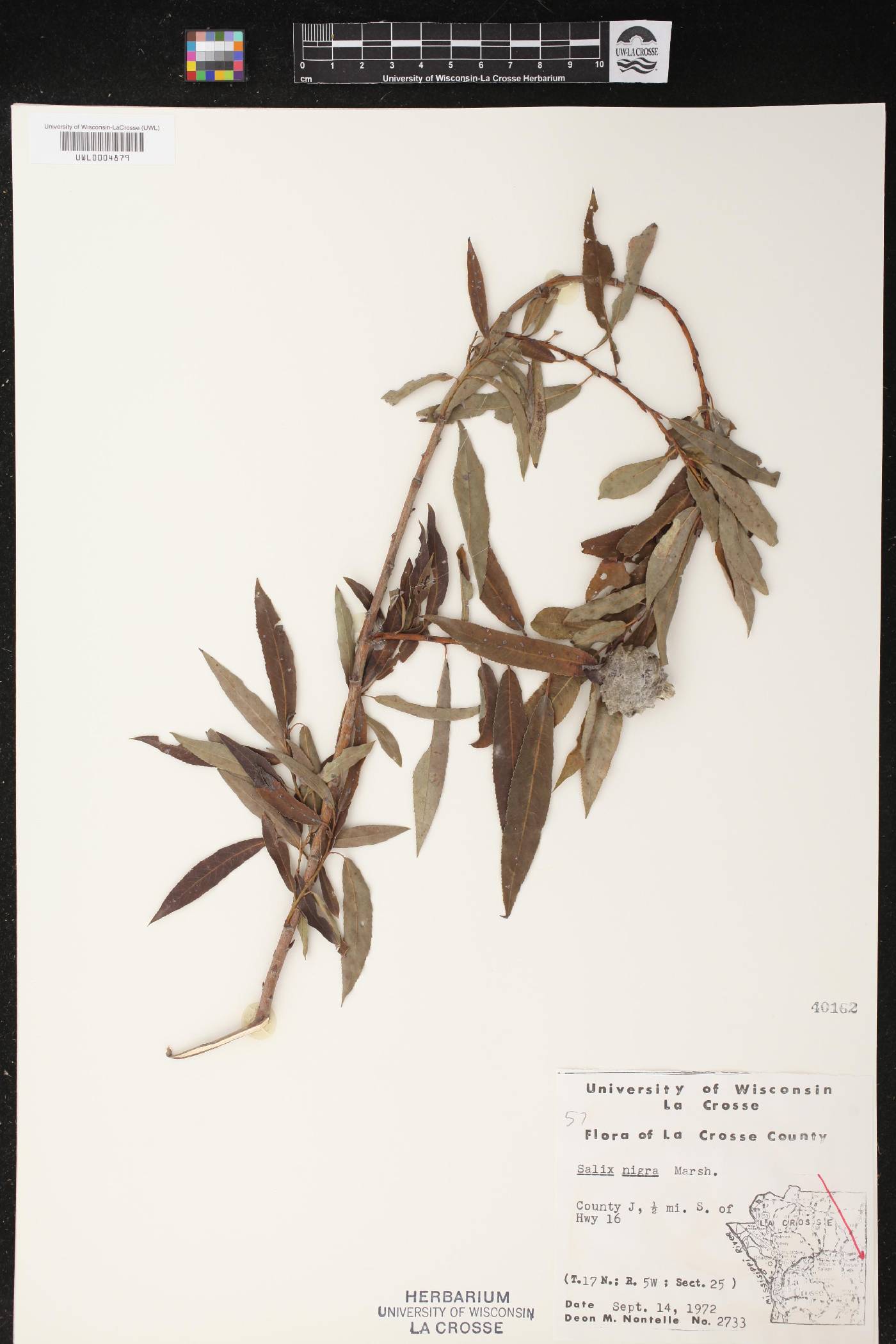 Salix nigra image