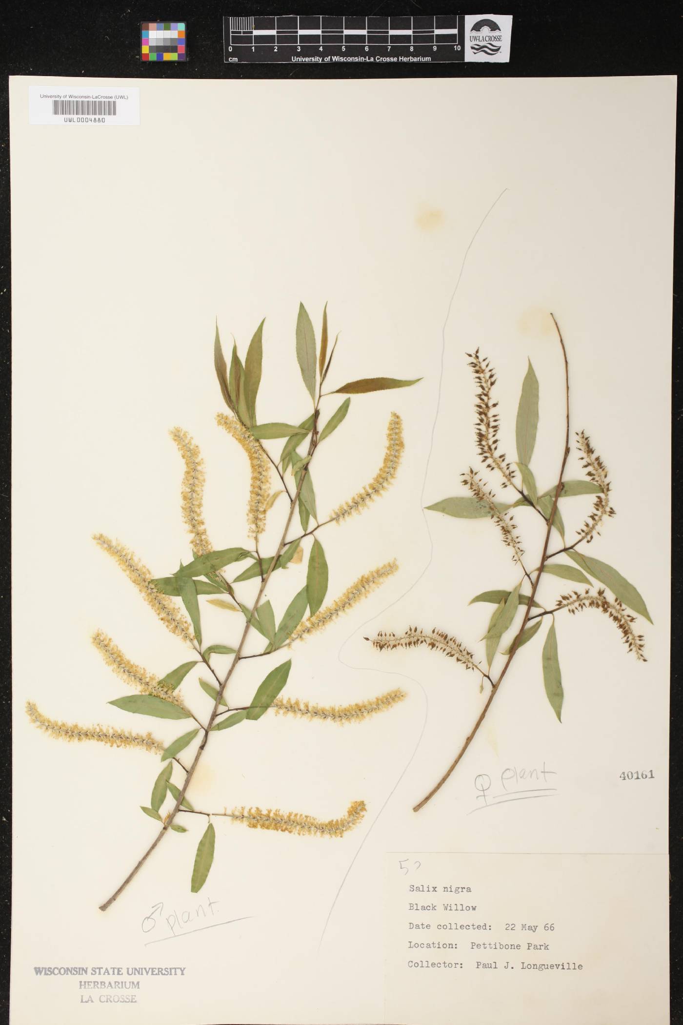 Salix nigra image