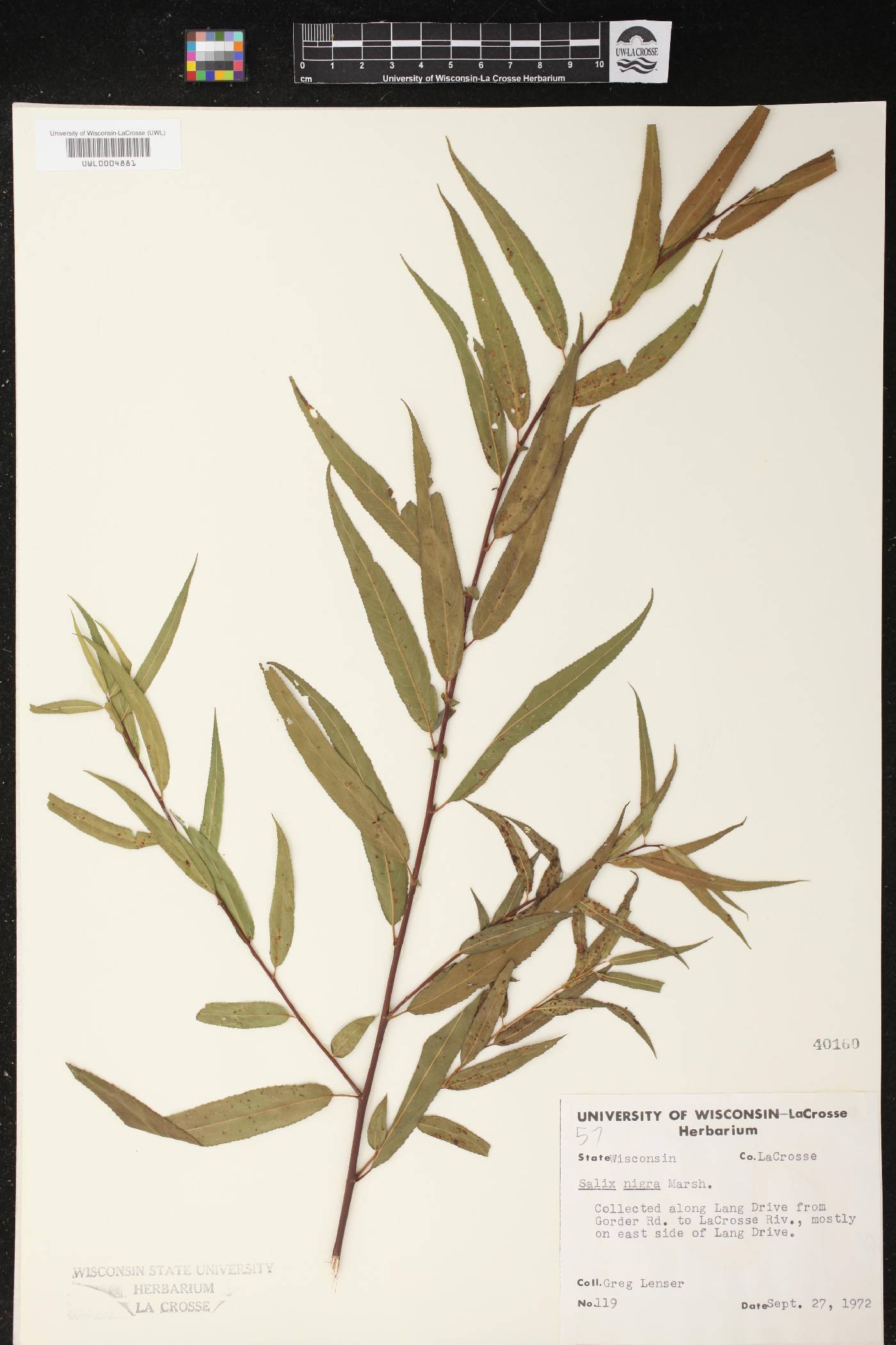 Salix nigra image