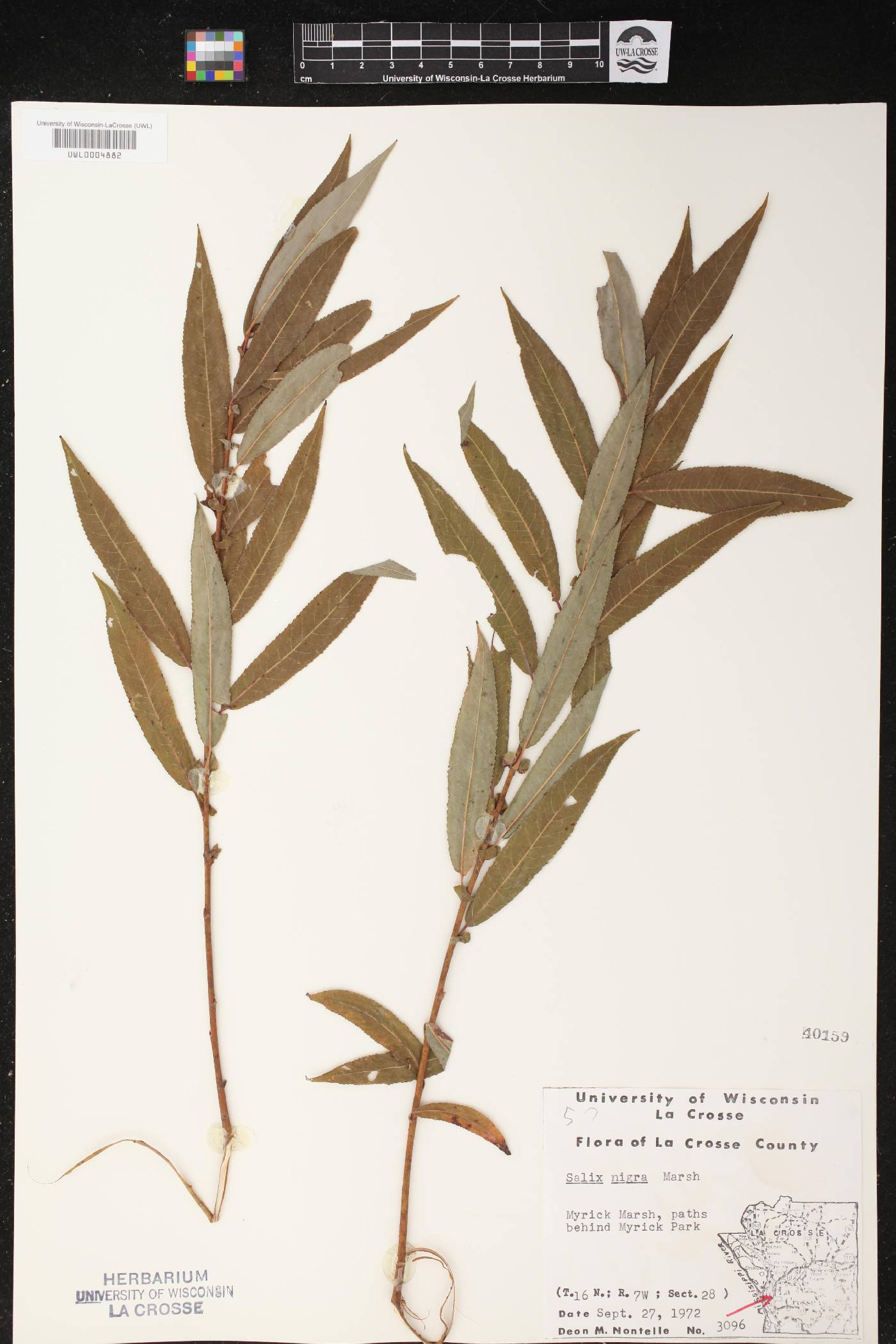 Salix nigra image