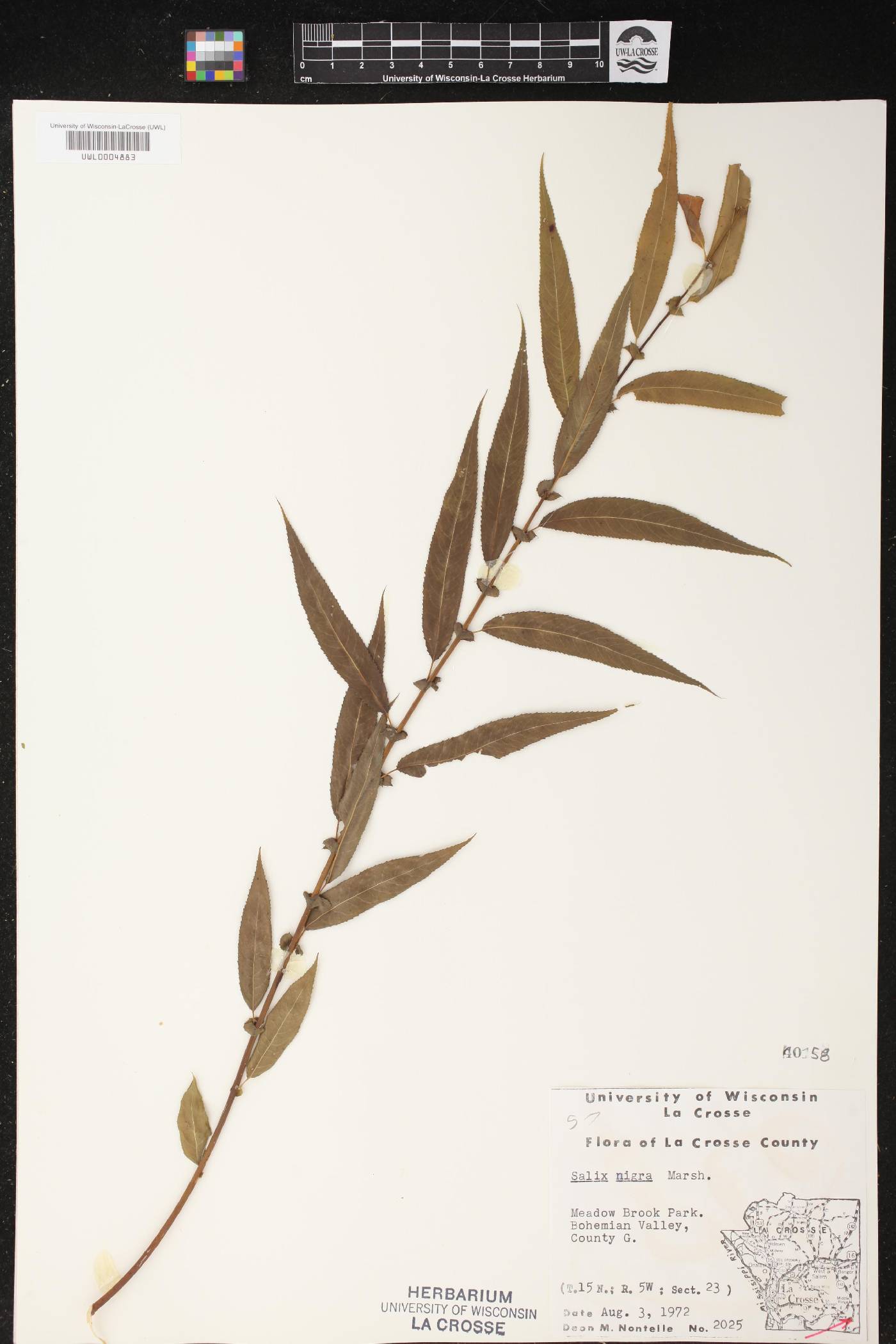 Salix nigra image