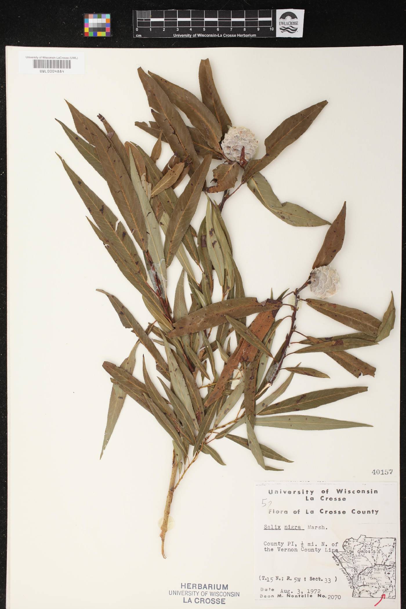 Salix nigra image