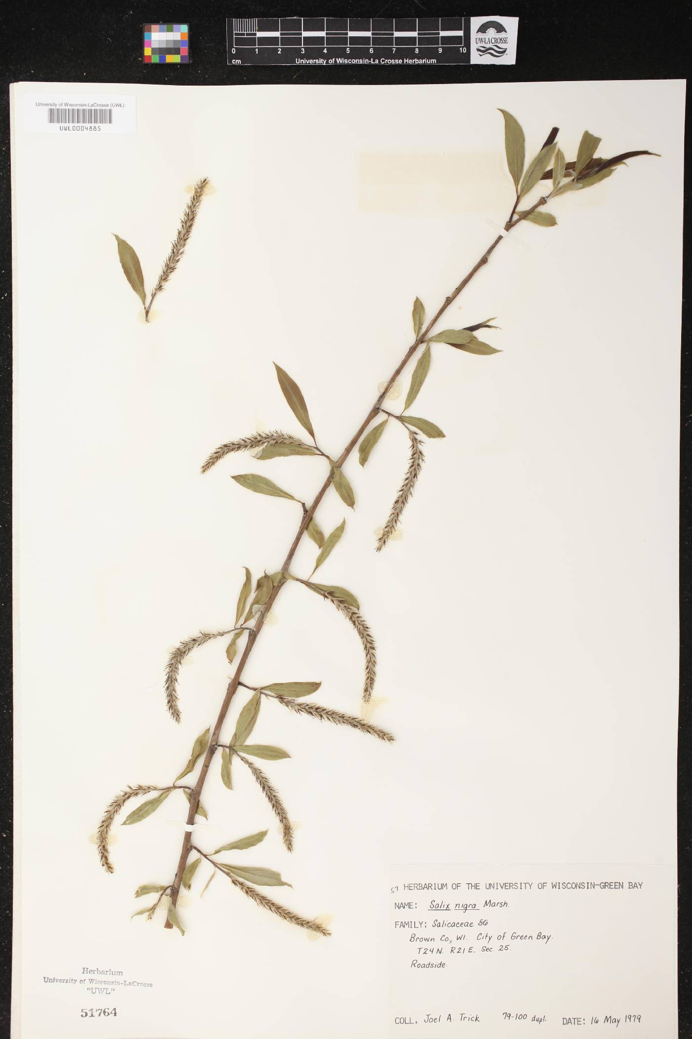 Salix nigra image