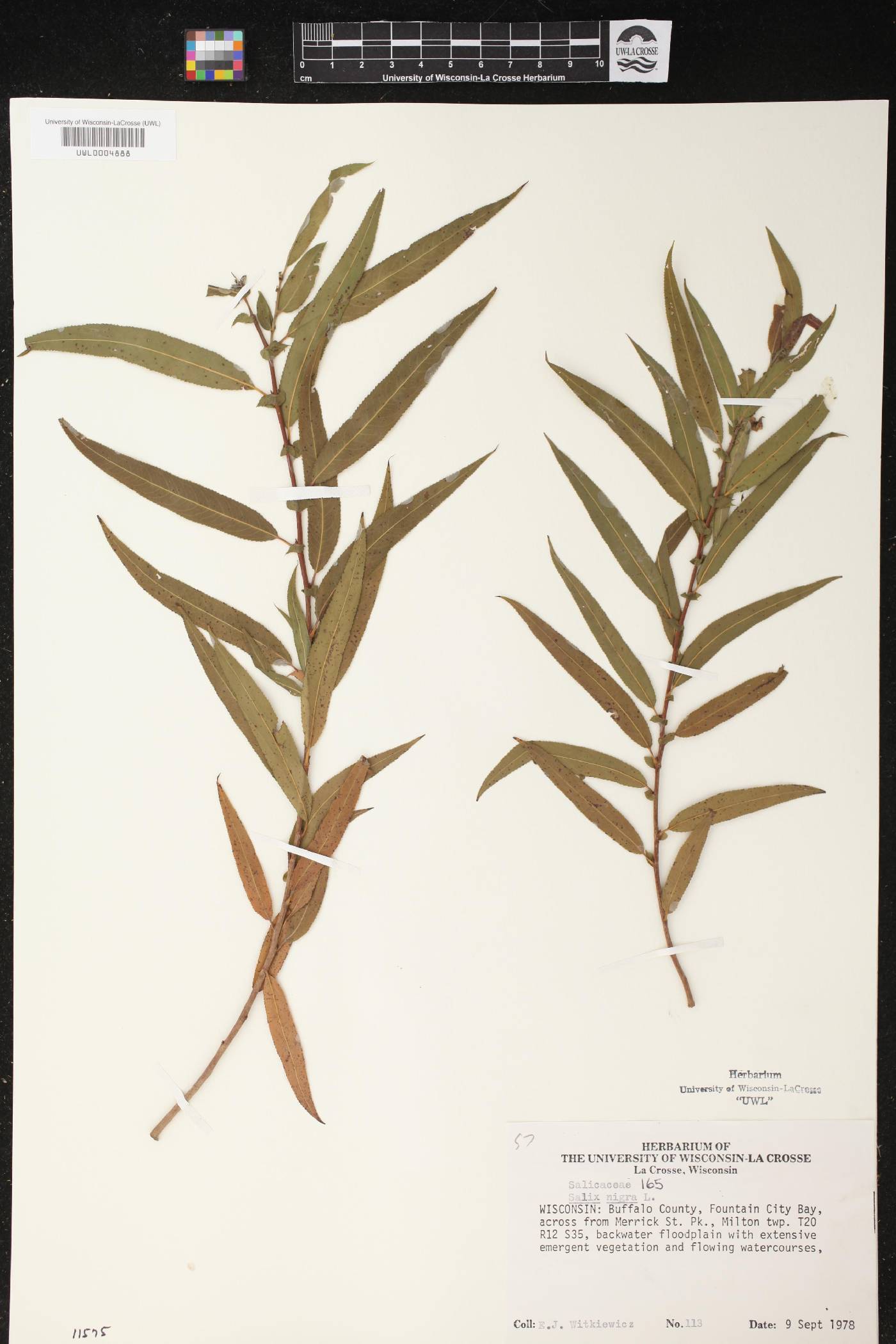 Salix nigra image