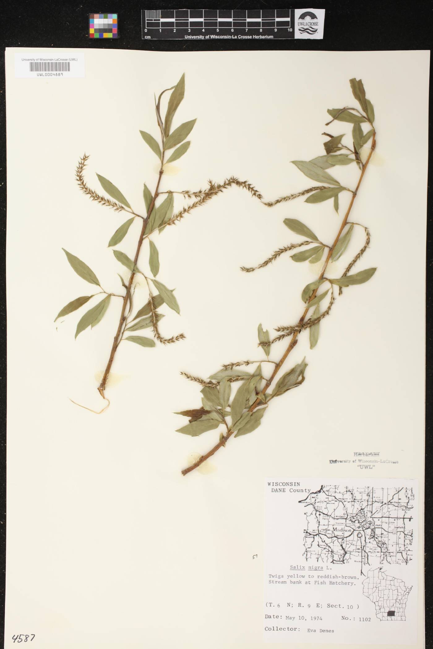 Salix nigra image