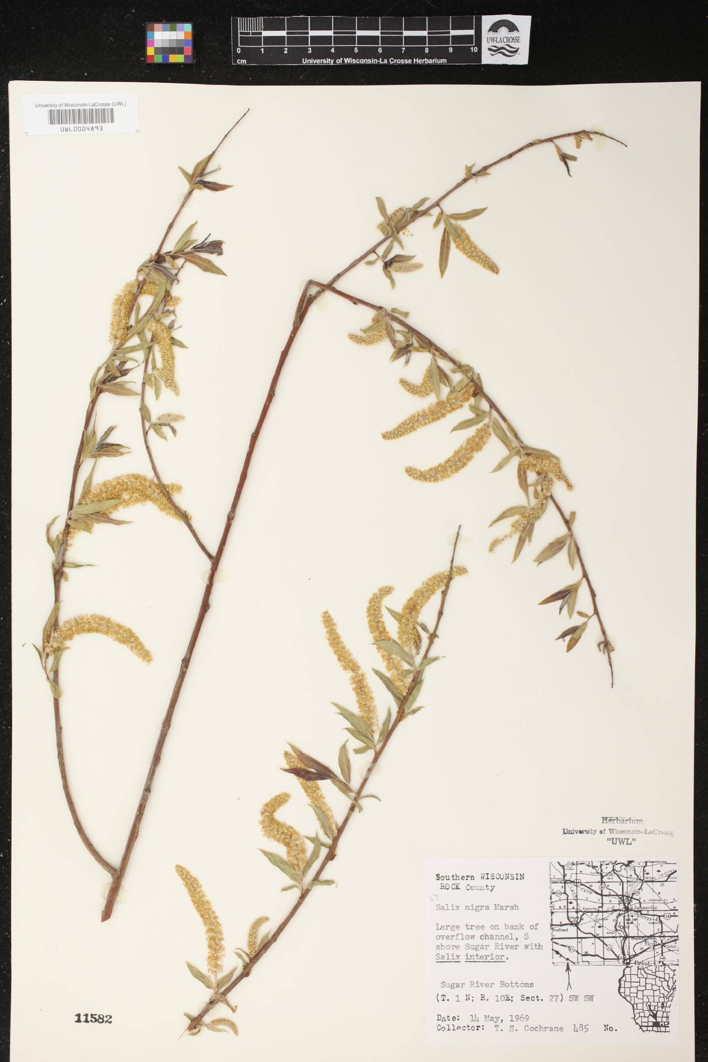 Salix nigra image