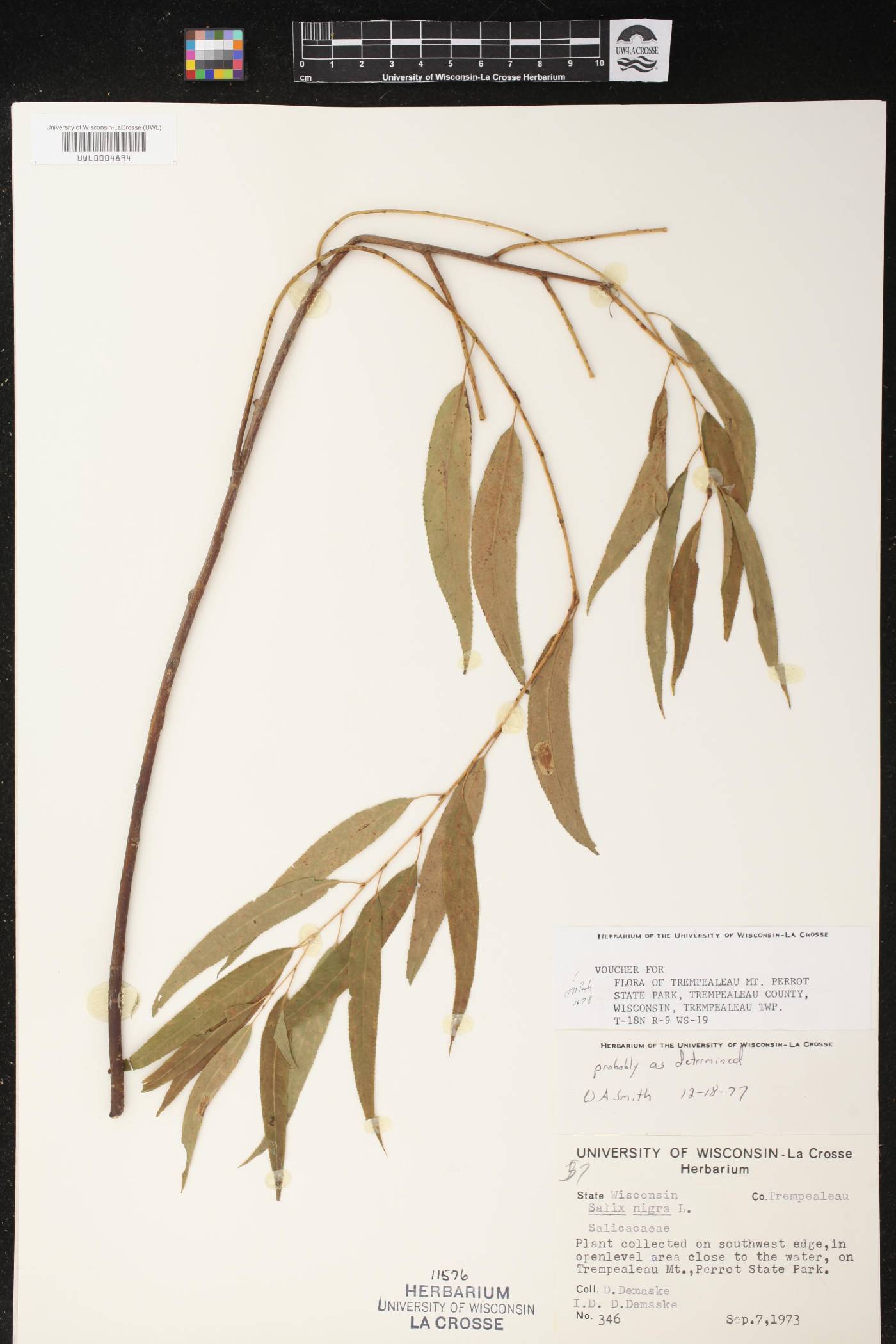Salix nigra image