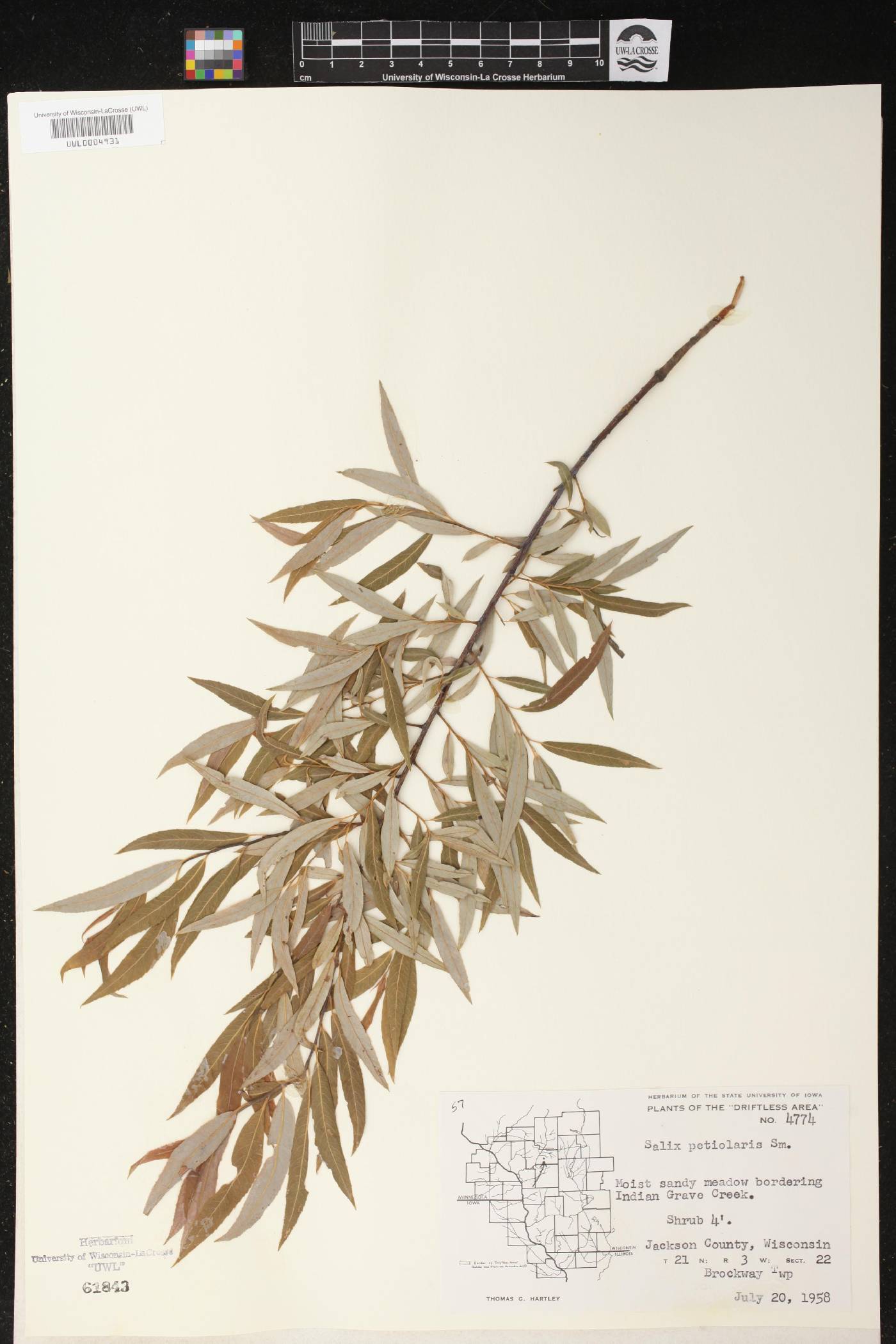 Salix petiolaris image