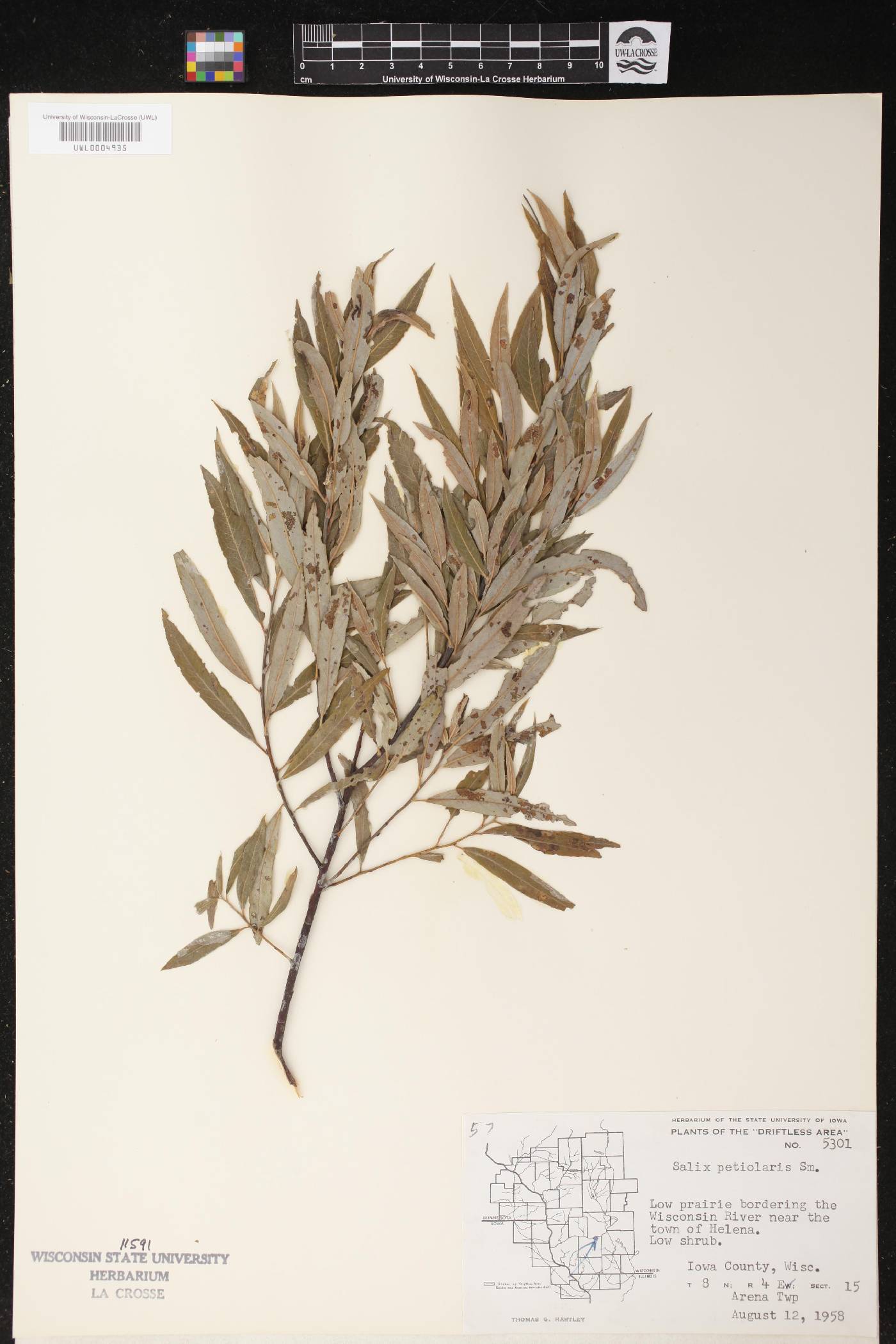 Salix petiolaris image