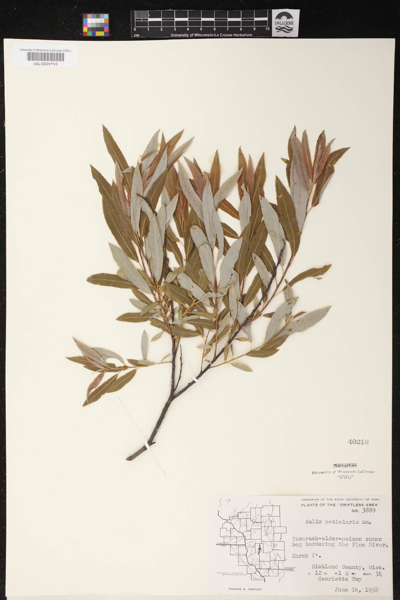 Salix petiolaris image
