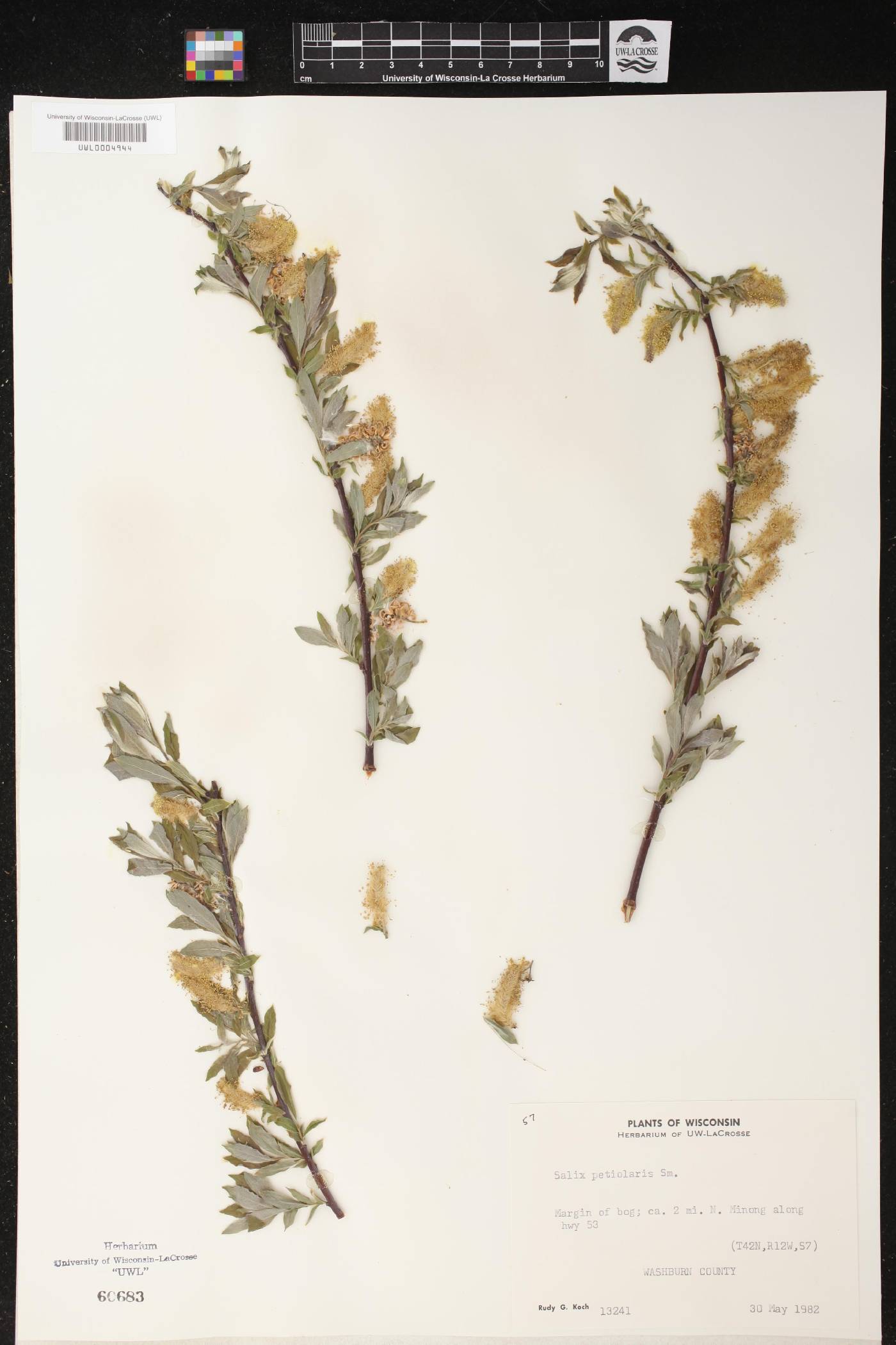 Salix petiolaris image