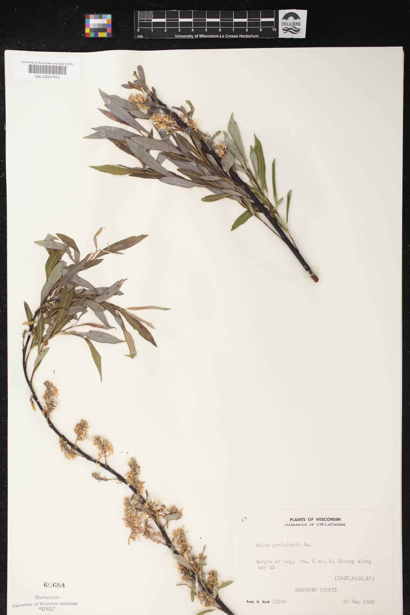 Salix petiolaris image